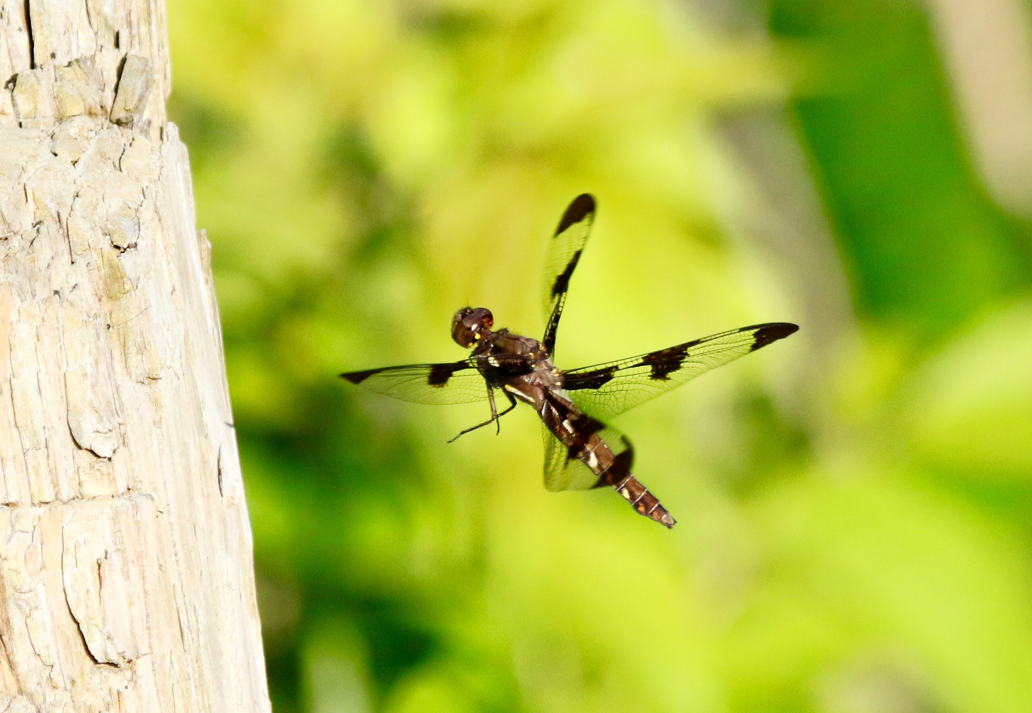Canon EF 100-400mm F4.5-5.6L IS USM sample photo. Flying dragonfly photography