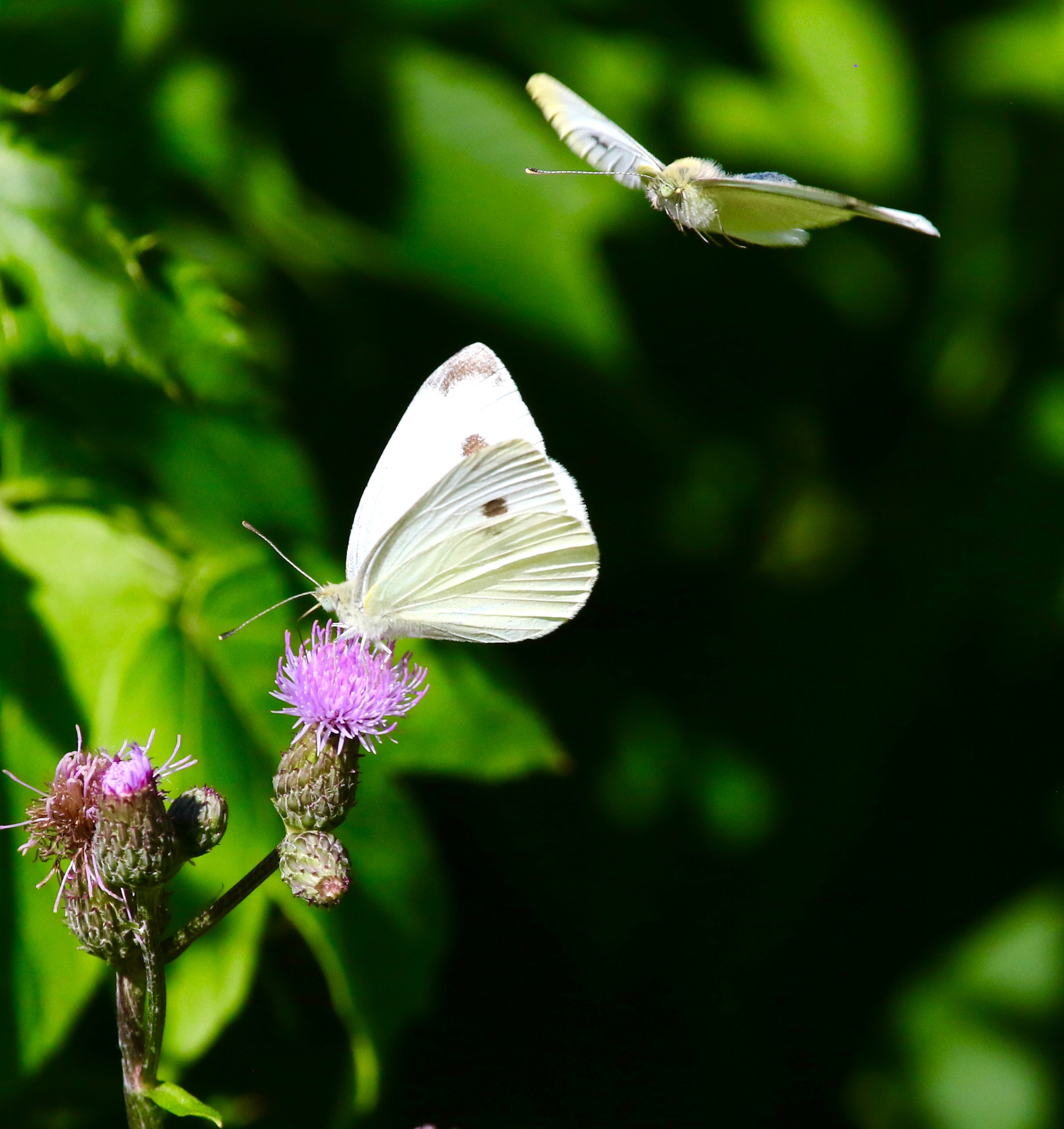 Canon EF 100-400mm F4.5-5.6L IS USM sample photo