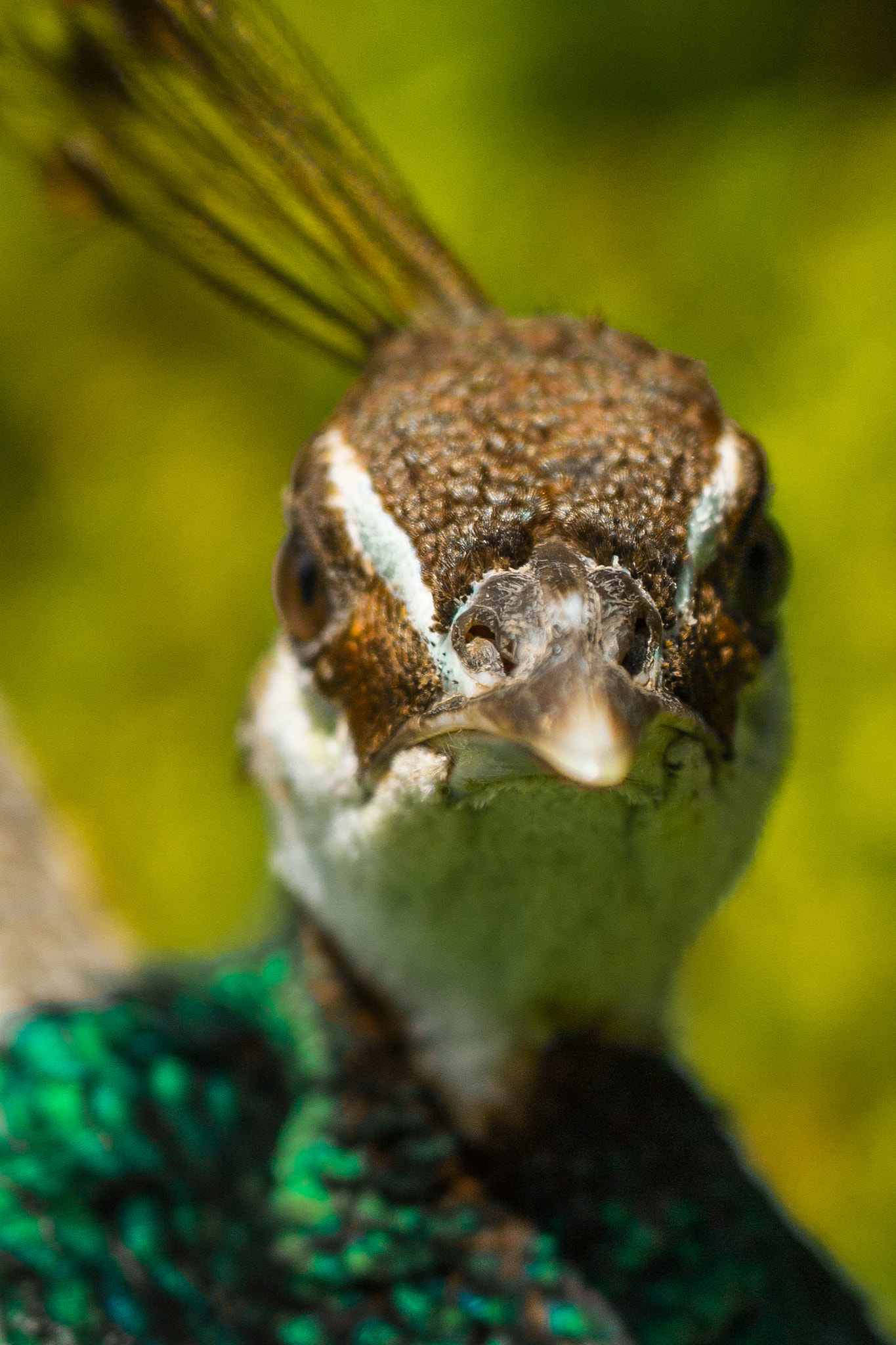 ZEISS Milvus 50mm F1.4 sample photo. Beak-ock photography