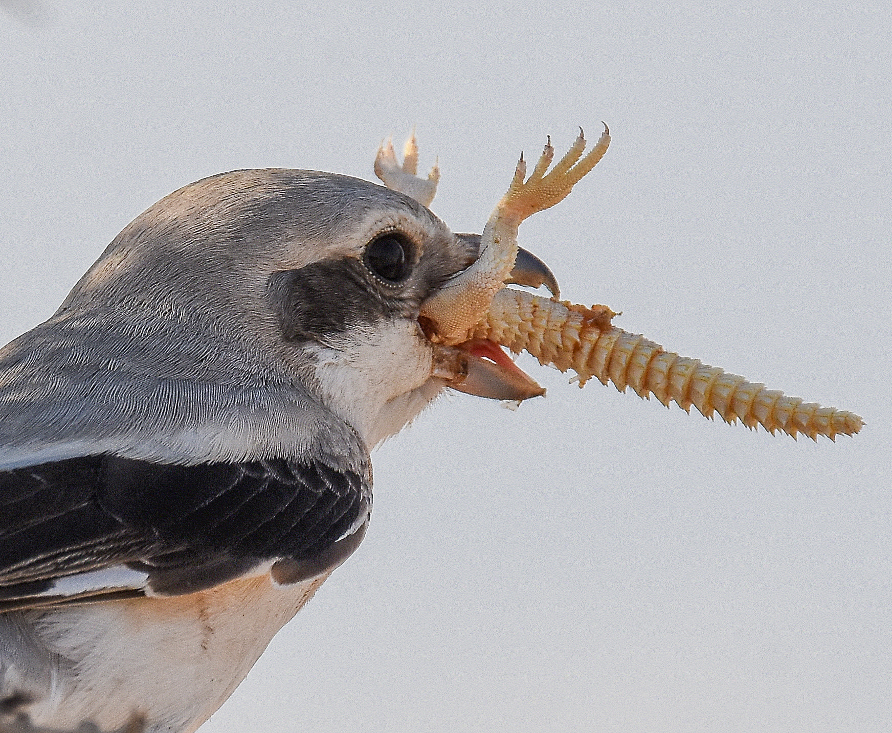 Sigma 150-600mm F5-6.3 DG OS HSM | S sample photo. Arabian grey shrike swallowing uromastyx  photography