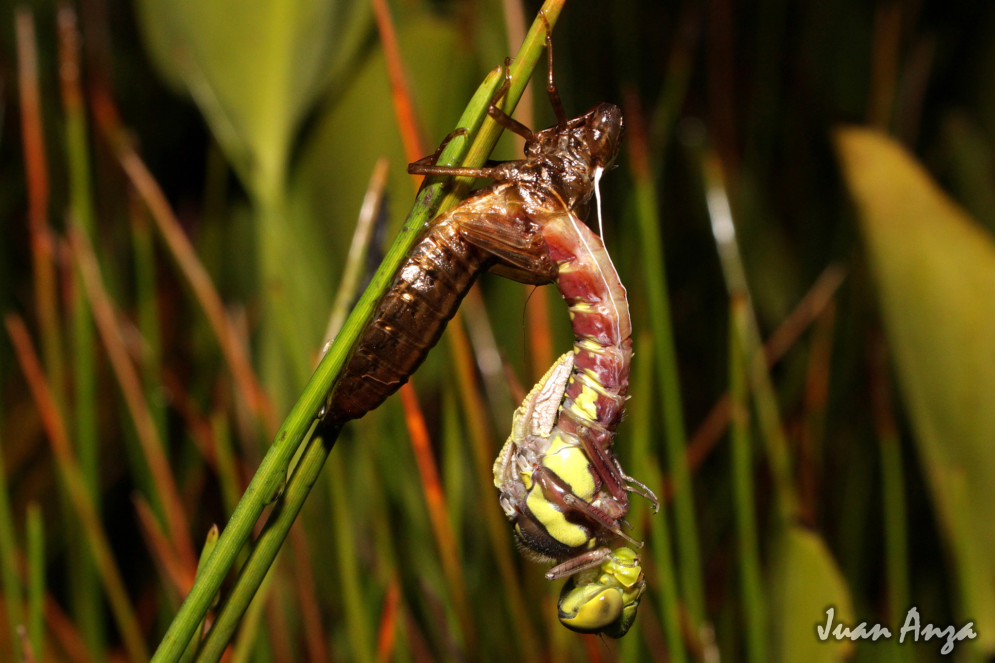 Canon EF-S 18-55mm F3.5-5.6 IS II sample photo. Metamorfosis photography