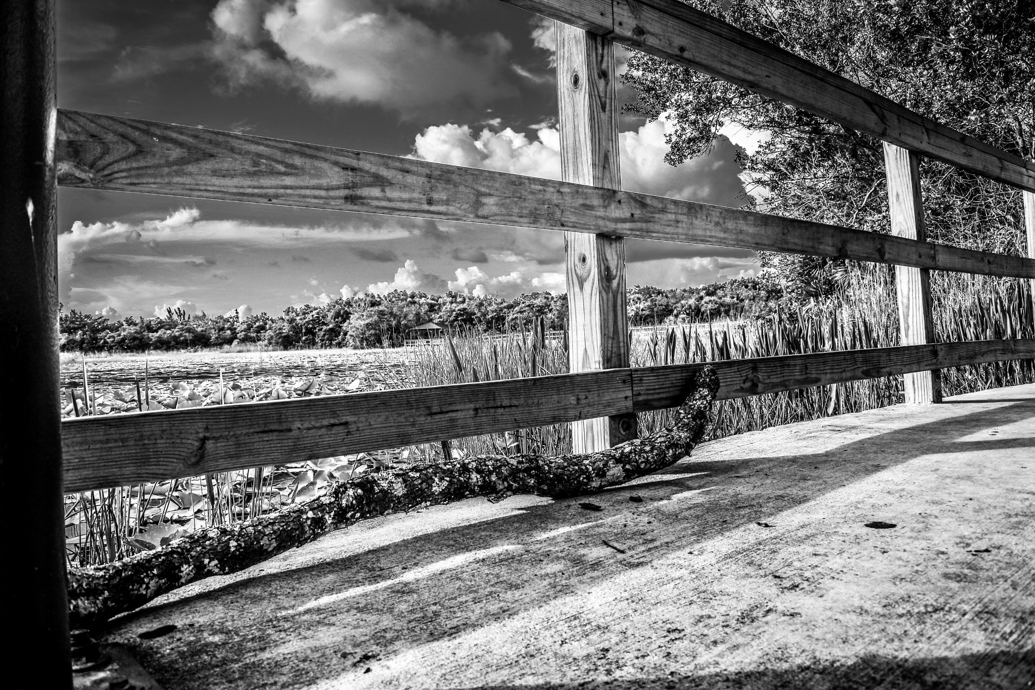 Nikon 1 J5 sample photo. And nature still... photography
