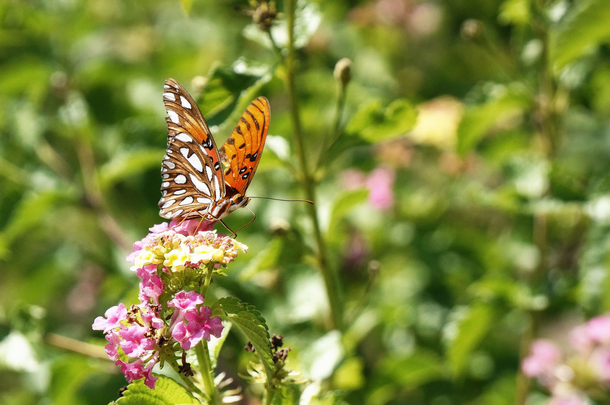 Sony Alpha NEX-5T + Sony E 55-210mm F4.5-6.3 OSS sample photo. The simple things in life photography