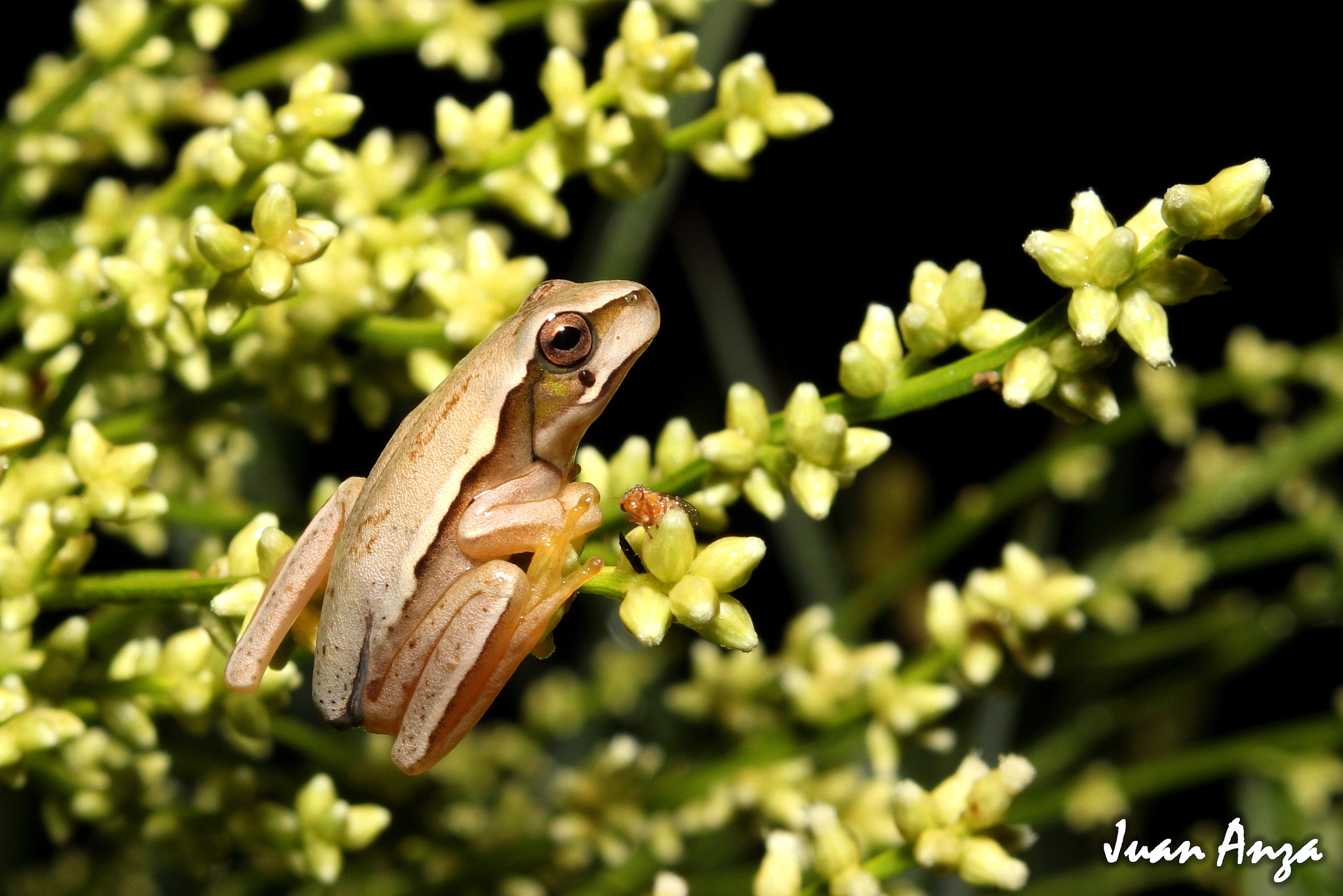 Canon EF-S 18-55mm F3.5-5.6 IS II sample photo. Hypsiboas pulchellus photography