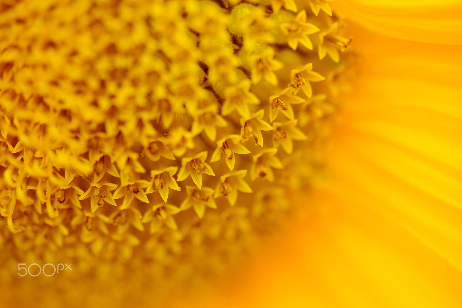 Nikon Df sample photo. Yellow star photography