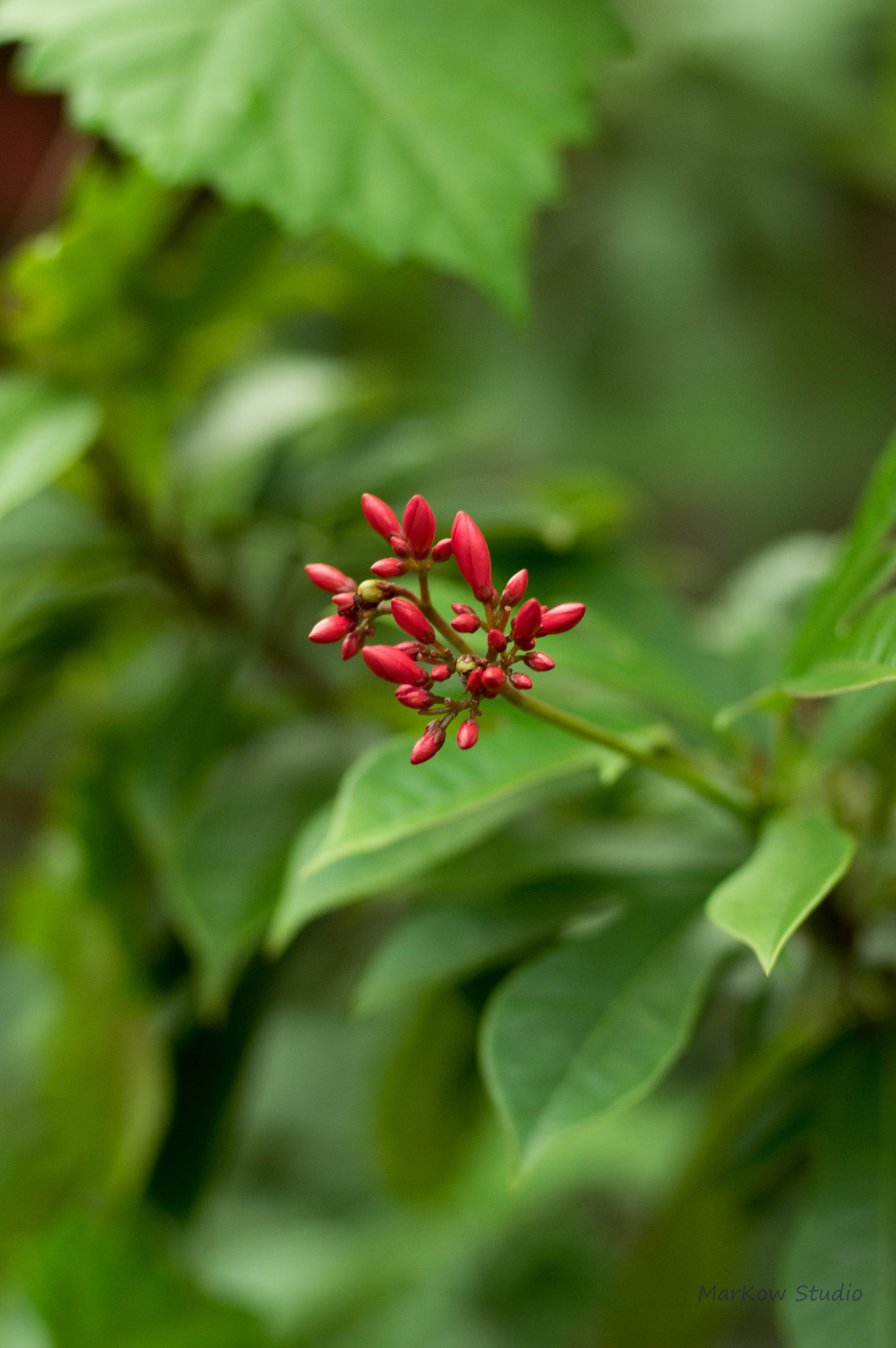 Pentax smc FA 77mm 1.8 Limited sample photo. R1 photography