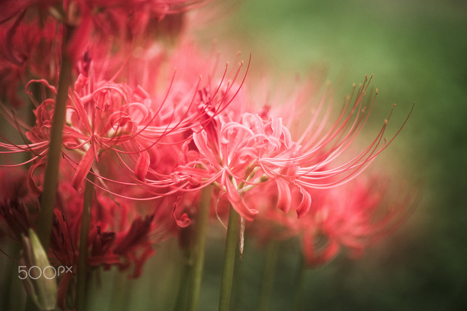 Nikon Df sample photo. Patos photography