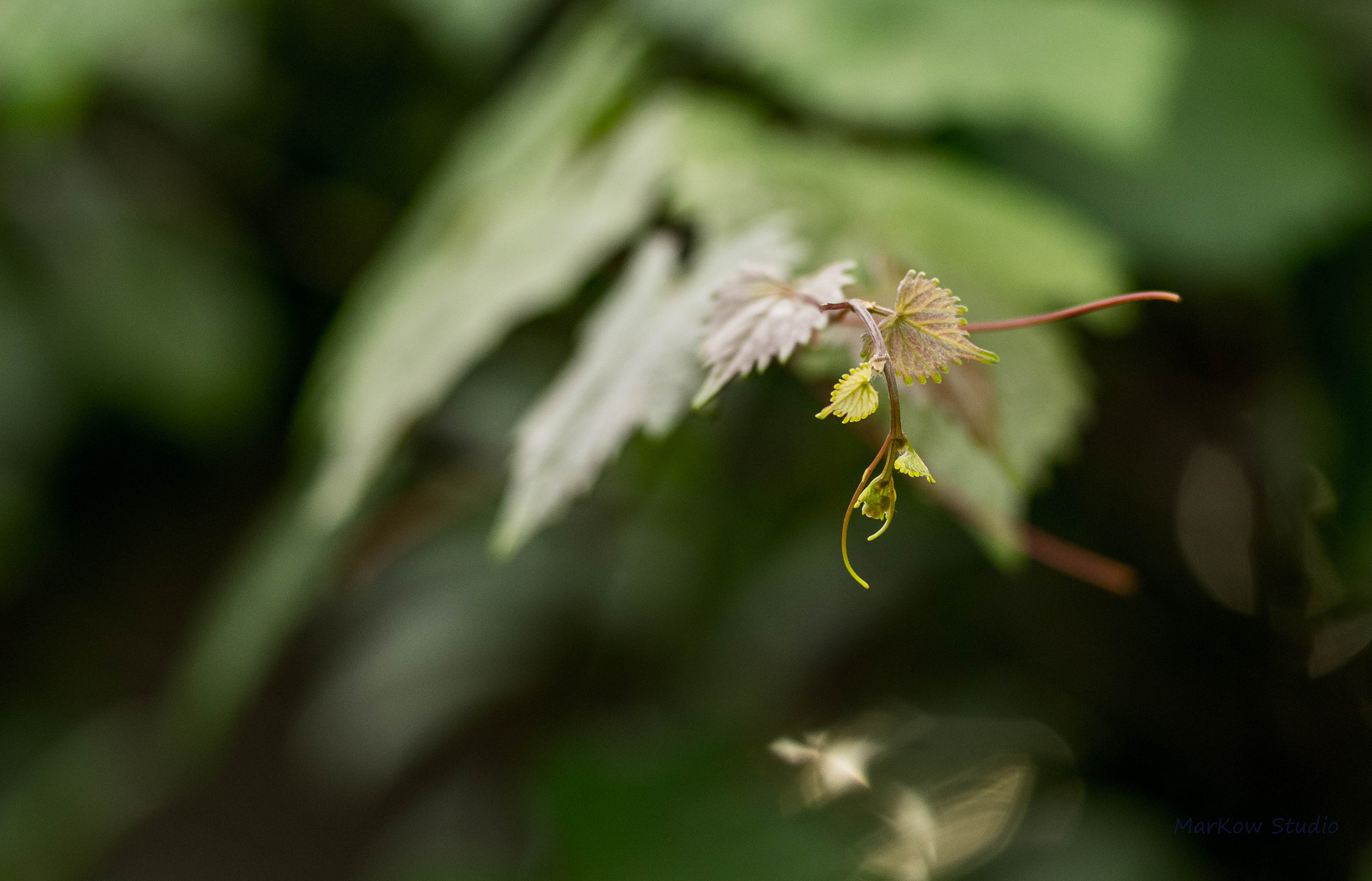 Pentax smc FA 77mm 1.8 Limited sample photo. Rii photography