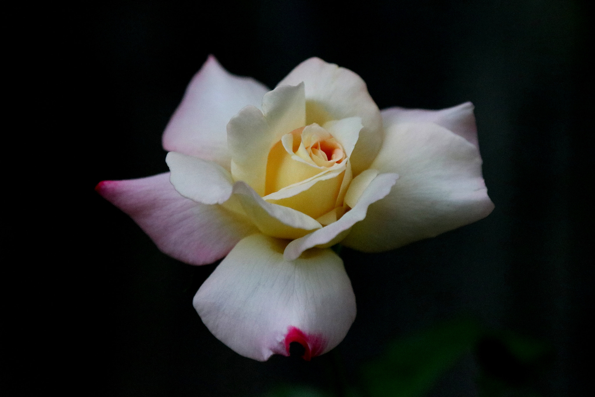 Canon EOS 760D (EOS Rebel T6s / EOS 8000D) sample photo. Late season rose photography