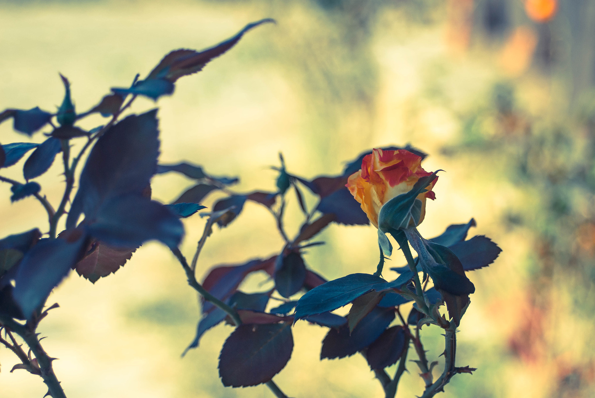 AF Zoom-Nikkor 35-80mm f/4-5.6D N sample photo. Rose garden photography