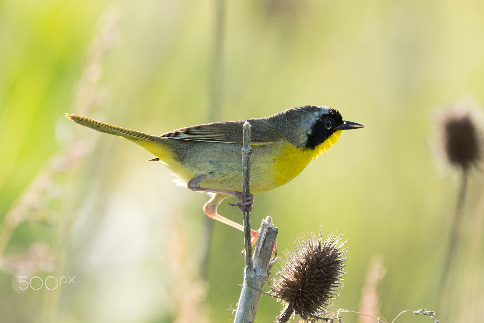 Sigma 150-600mm F5-6.3 DG OS HSM | C sample photo. Common yellowthroat (warbler) photography
