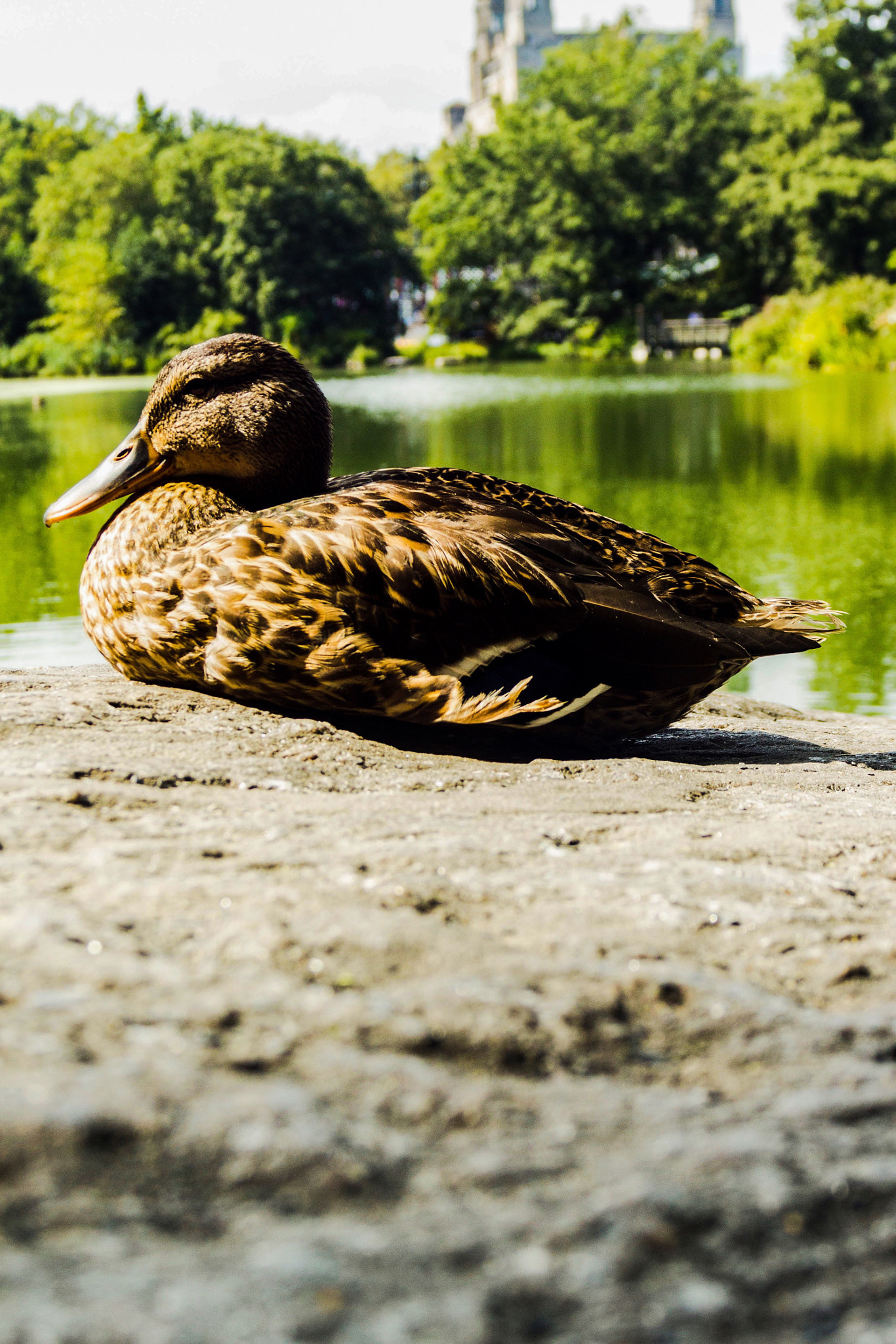 Tamron AF 19-35mm f/3.5-4.5 sample photo. Relaxing by the pond photography