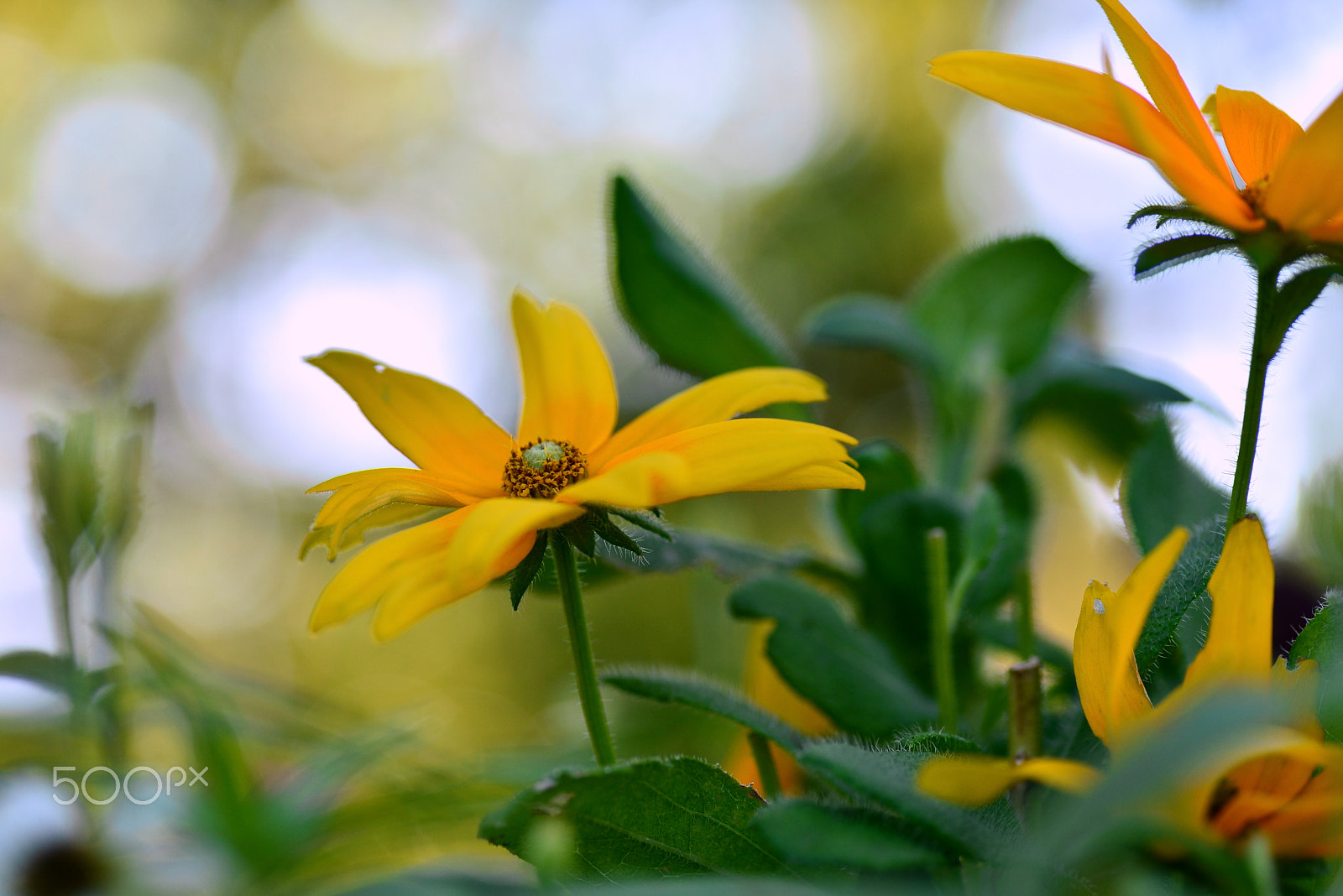 Nikon D600 sample photo. When summer ends. photography
