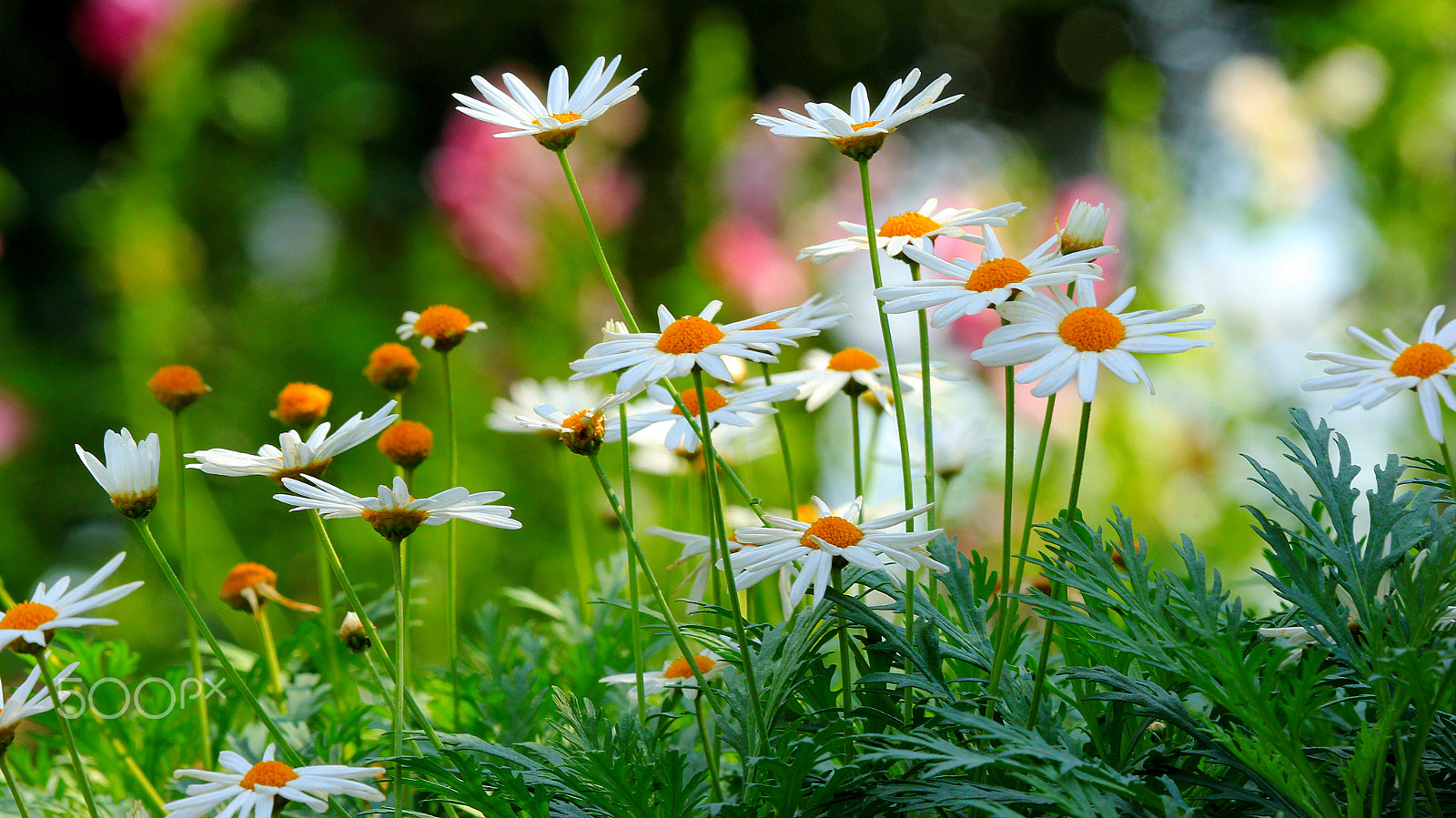 Canon EF 100-400mm F4.5-5.6L IS USM sample photo. Garden flowers photography