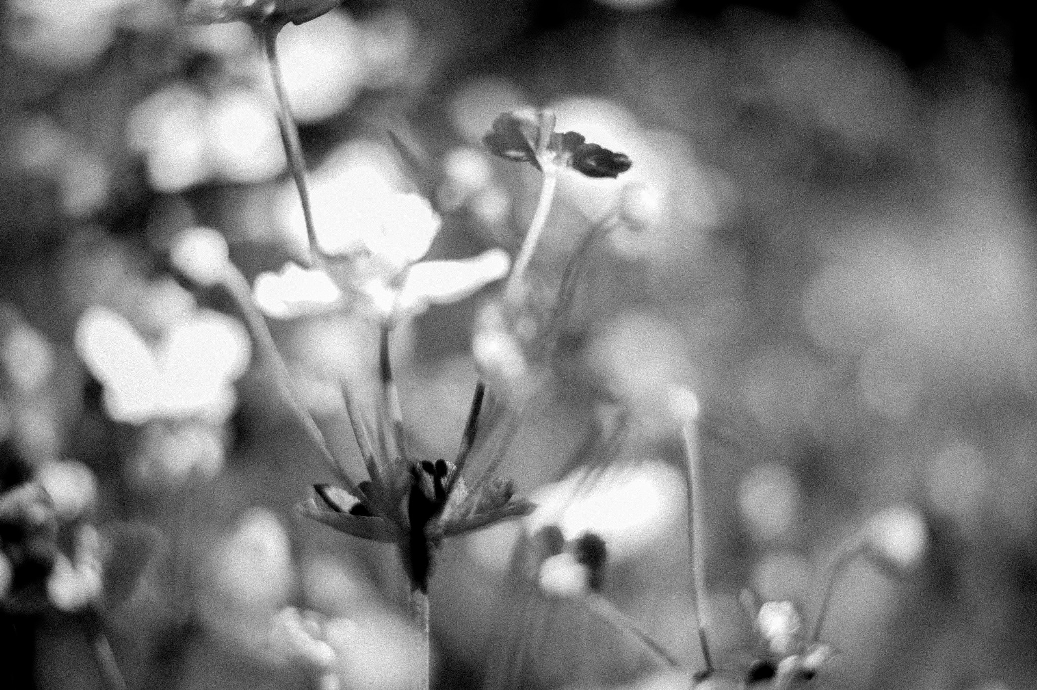 Summilux-M 75mm f/1.4 sample photo. Bokeh flowers photography