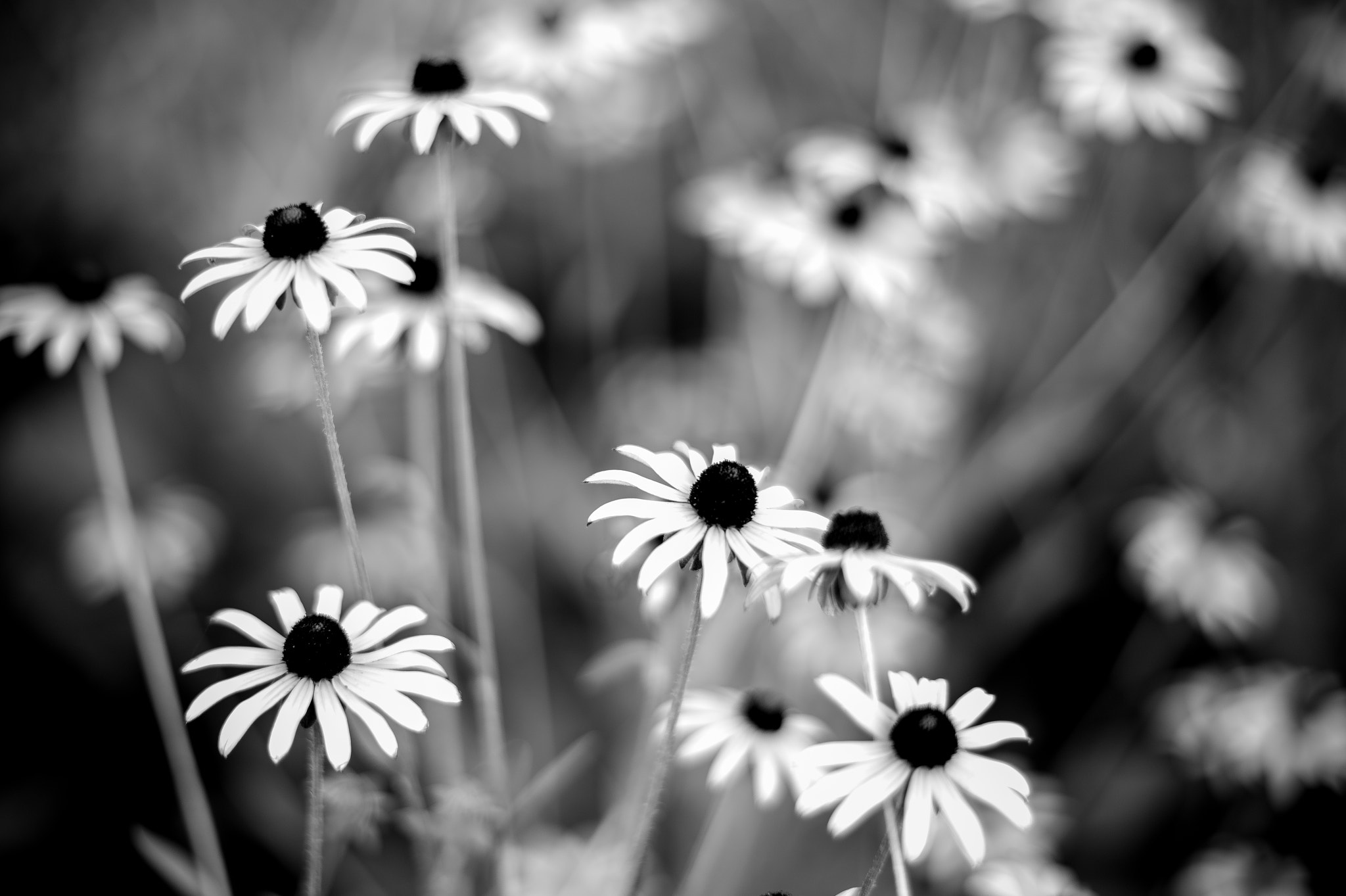 Summilux-M 75mm f/1.4 sample photo. Nice daisies photography