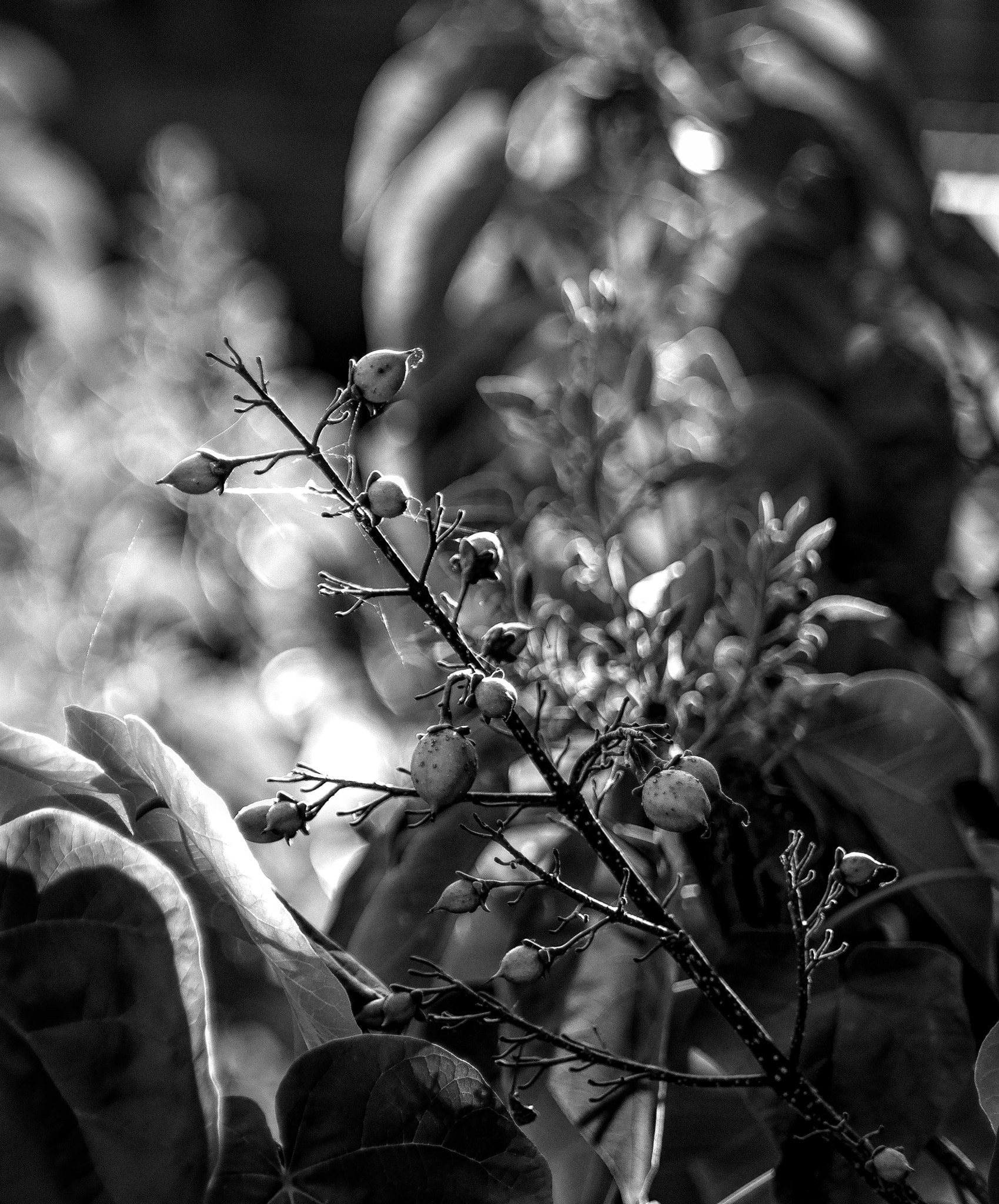 Summilux-M 75mm f/1.4 sample photo. Mostly bokeh photography