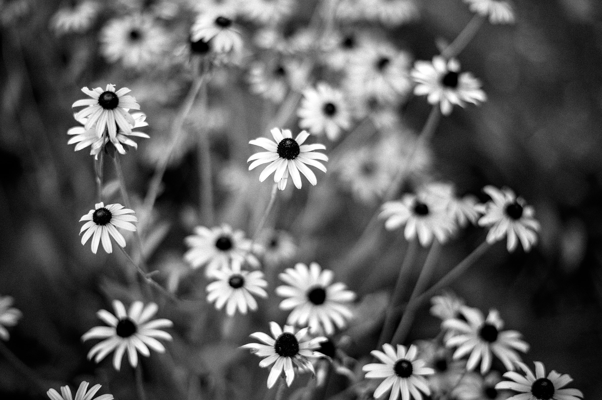 Summilux-M 75mm f/1.4 sample photo. Daisy explosion photography