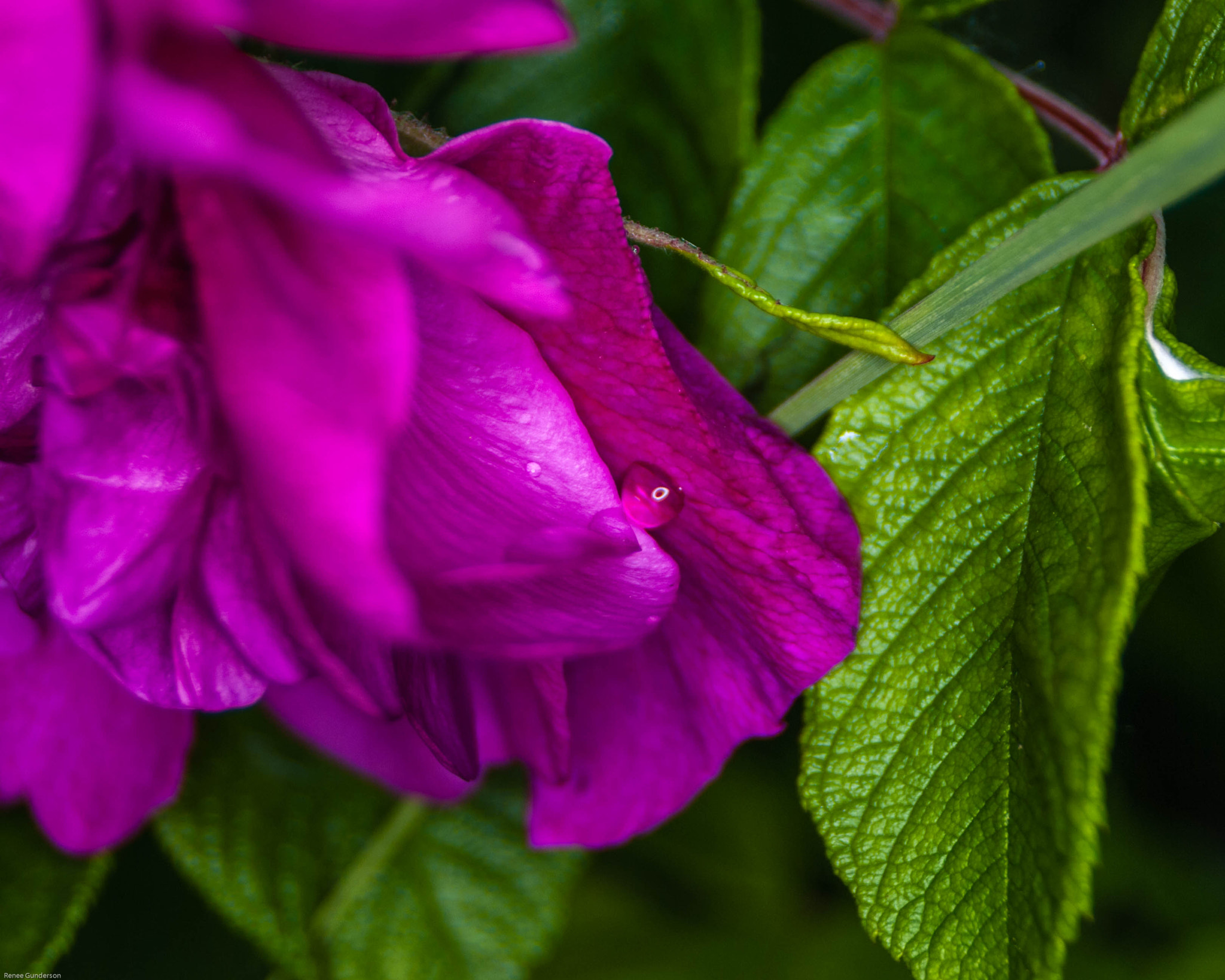 AF Zoom-Nikkor 24-50mm f/3.3-4.5D sample photo. Northern rose photography