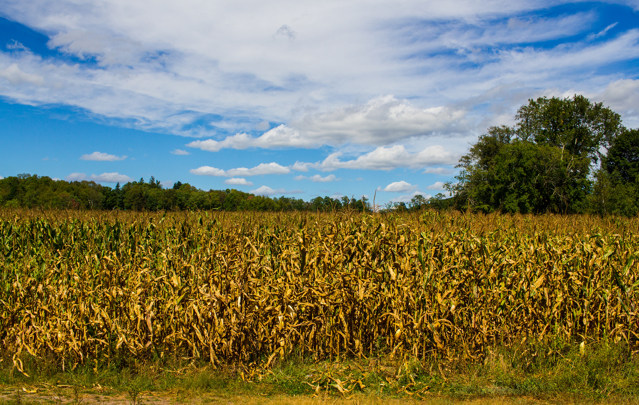Canon EF-S 24mm F2.8 STM sample photo. Late summer corn field photography