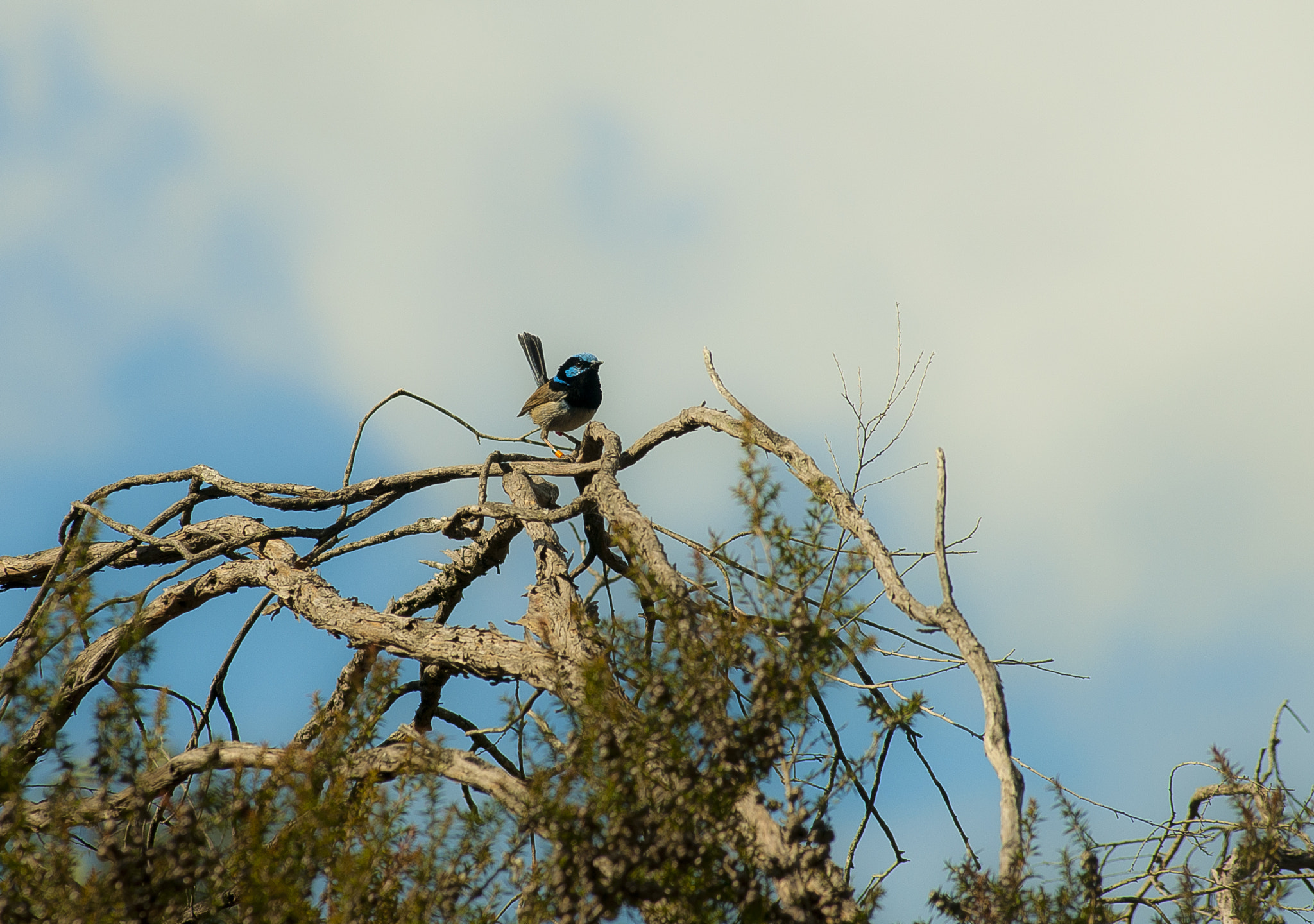 AF Zoom-Nikkor 80-200mm f/2.8 ED sample photo. Psdo (male superb fairy-wren) photography