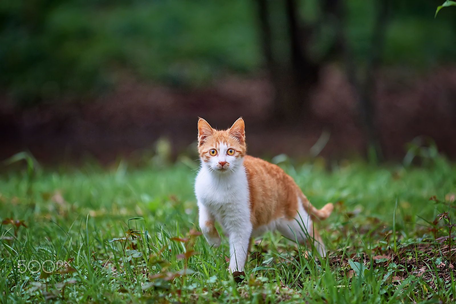 Sony a99 II + Minolta/Sony AF 70-200mm F2.8 G sample photo. Spirit photography