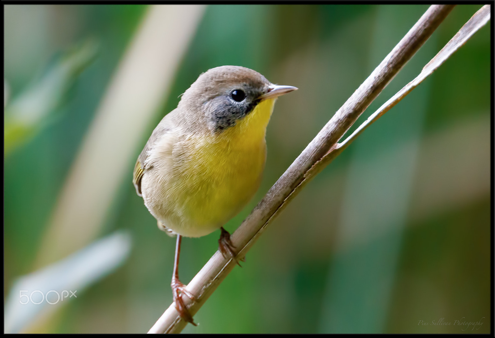 Canon EF 400mm F4 DO IS II USM sample photo. Common yellowthroat photography