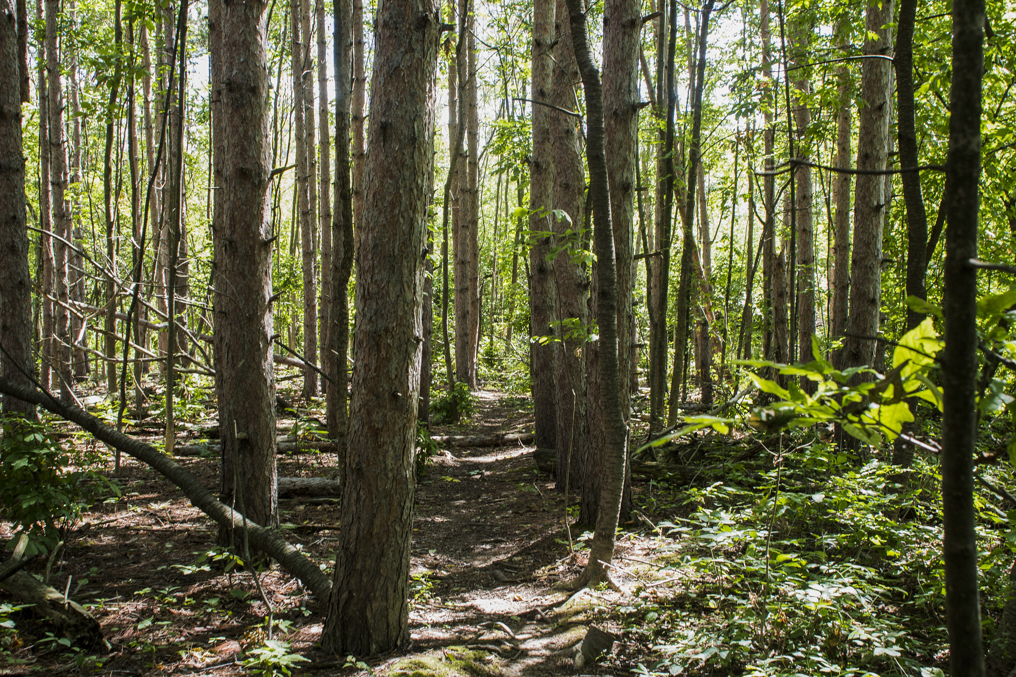 Canon EOS 600D (Rebel EOS T3i / EOS Kiss X5) + Canon EF 24mm F2.8 sample photo. Canadian forrest photography