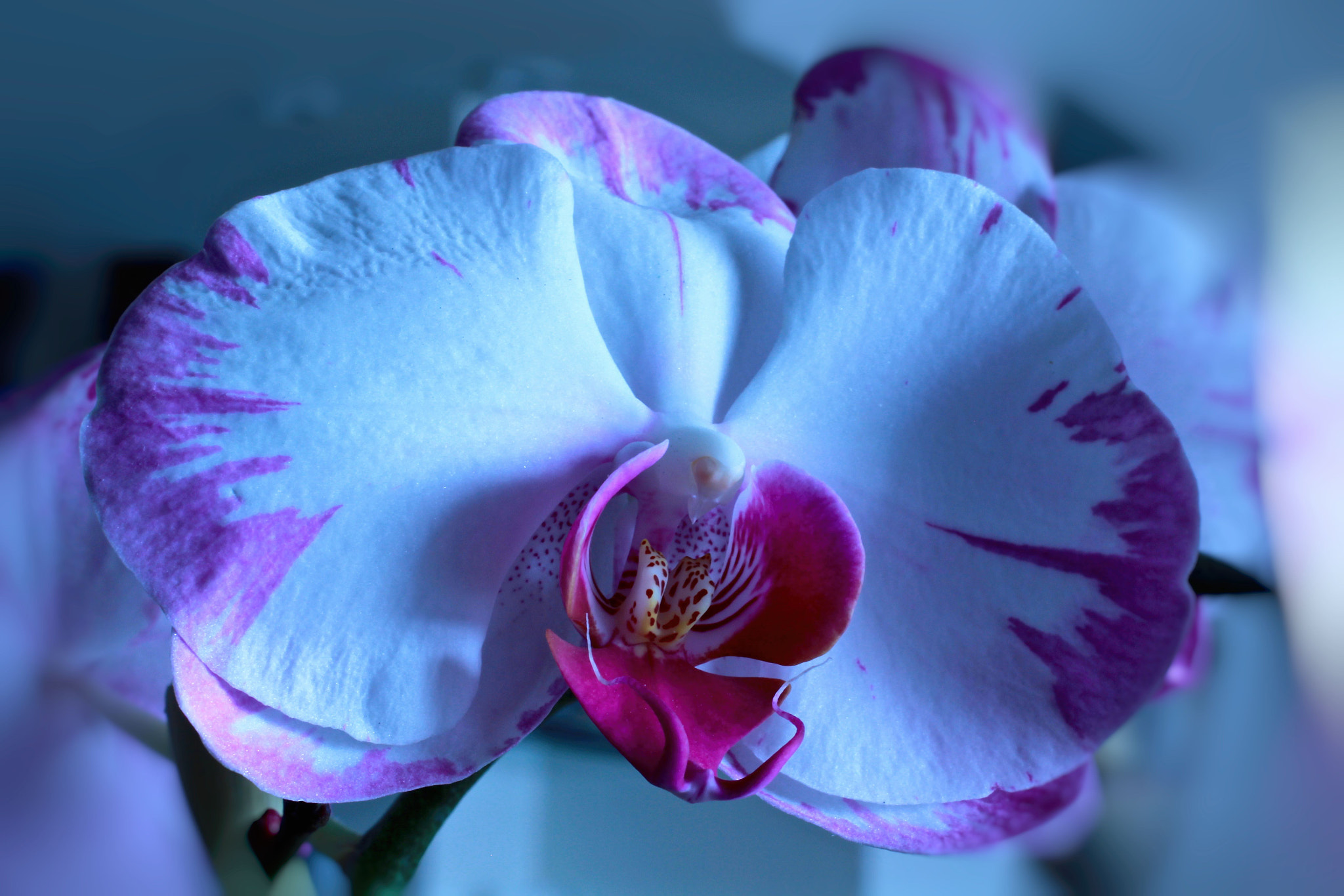 Canon EOS 60D + Canon EF 50mm F2.5 Macro sample photo. Phalenopsis closeup photography