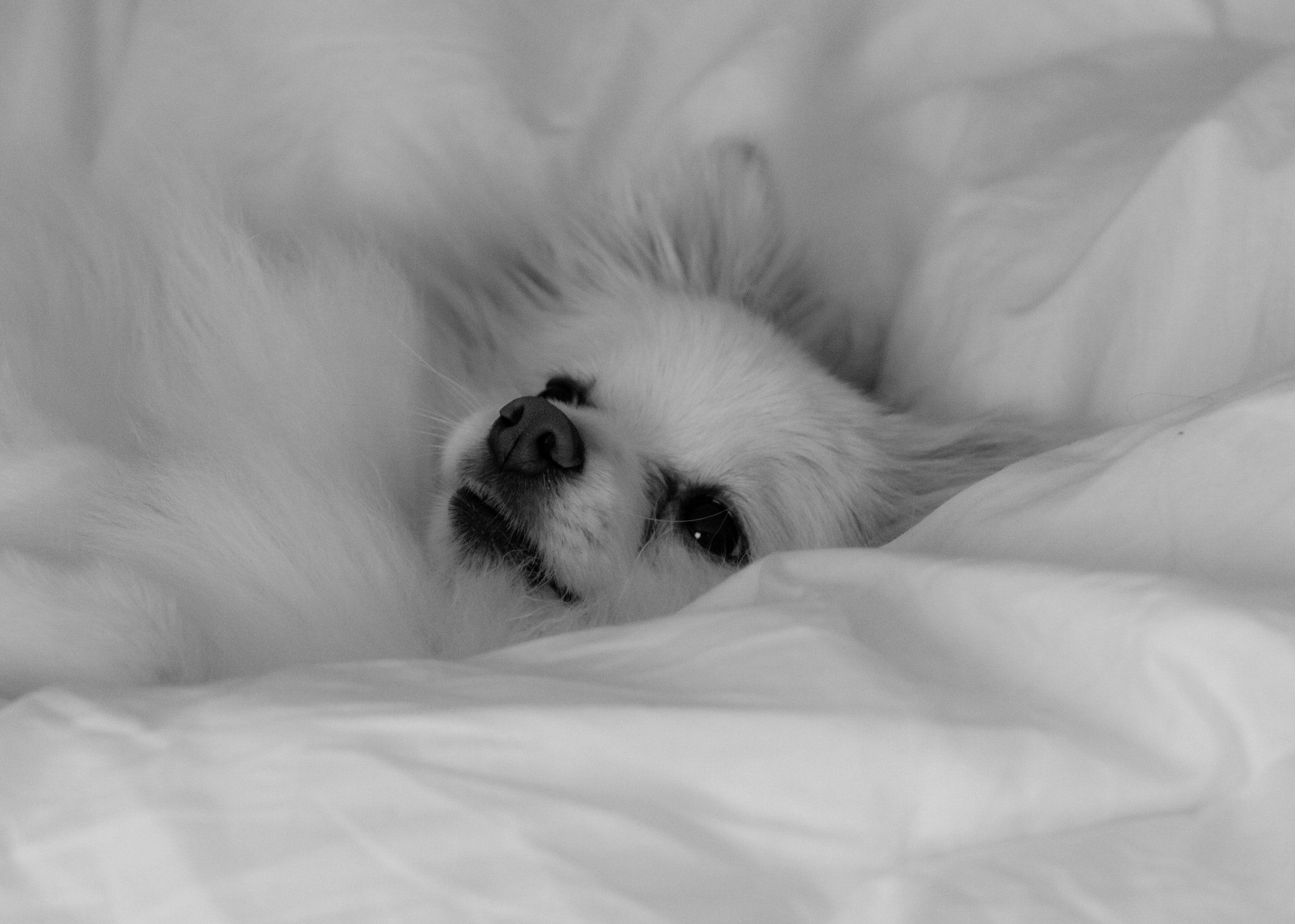 Canon EOS 500D (EOS Rebel T1i / EOS Kiss X3) + EF75-300mm f/4-5.6 sample photo. The thinking puppy photography