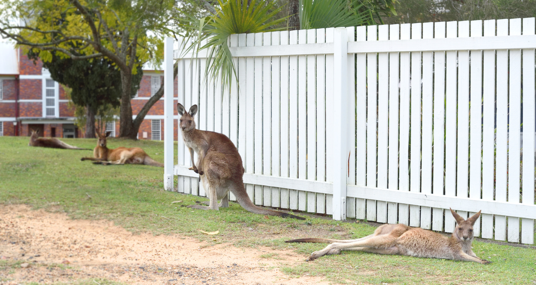 IX-Nikkor 30-60mm f/4-5.6 sample photo. Kangaroos photography