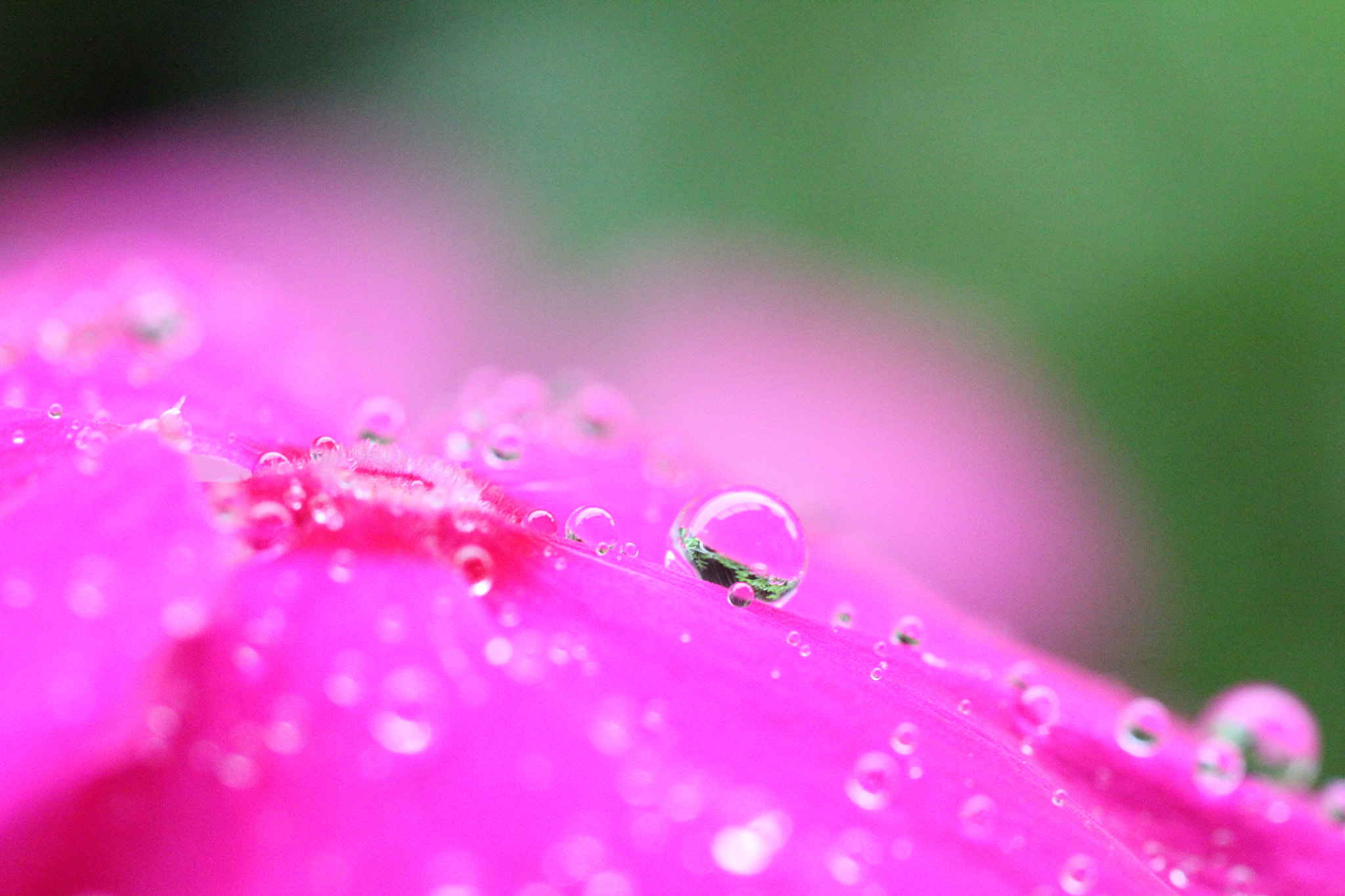 Canon EOS 550D (EOS Rebel T2i / EOS Kiss X4) + Tamron SP AF 90mm F2.8 Di Macro sample photo. After the rain photography