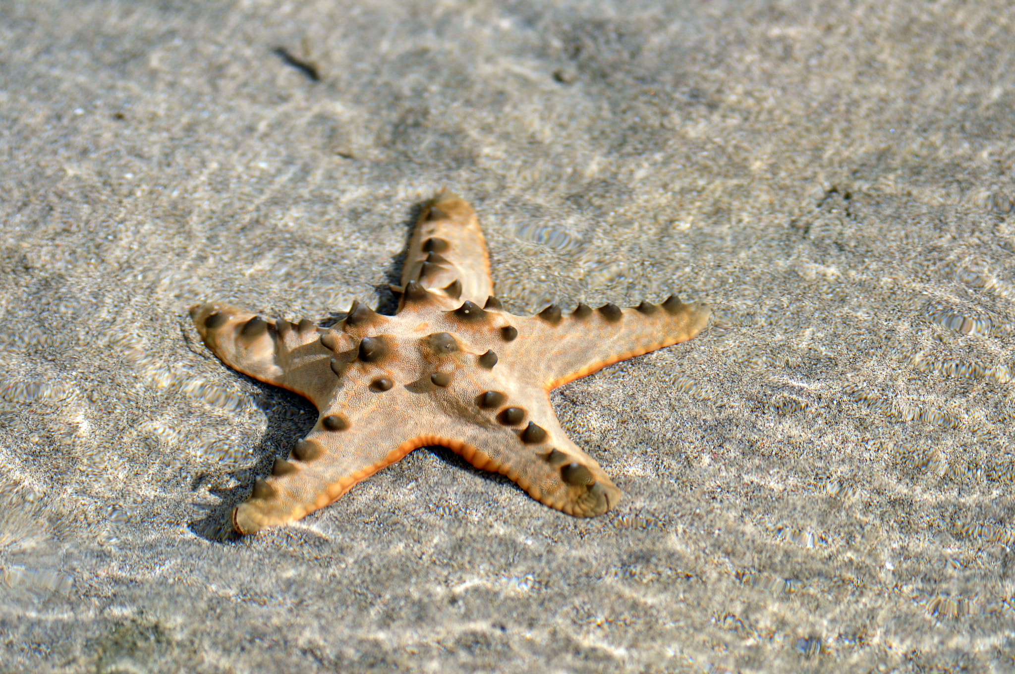 AF Zoom-Nikkor 80-200mm f/2.8 ED sample photo. Sea star photography