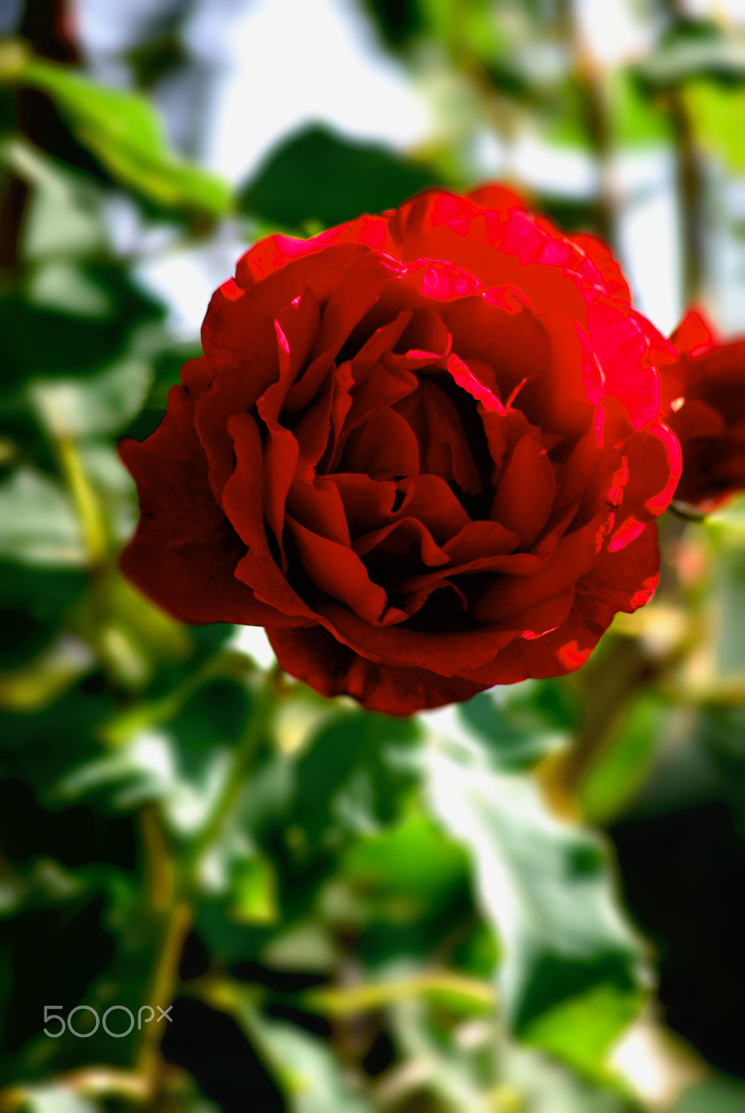 Nikon D60 sample photo. Single red rose photography