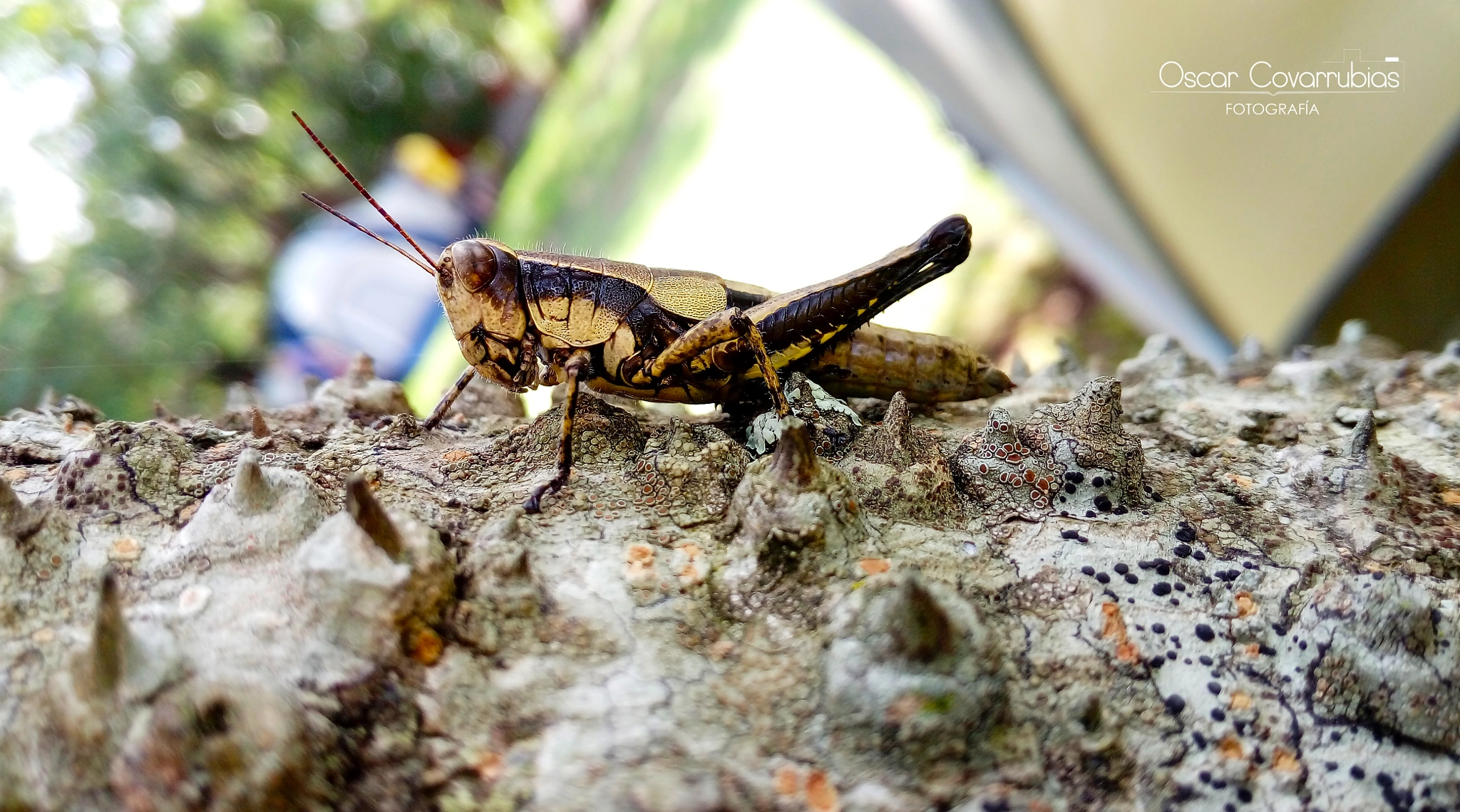 HUAWEI GR3 sample photo. Saltamontes photography