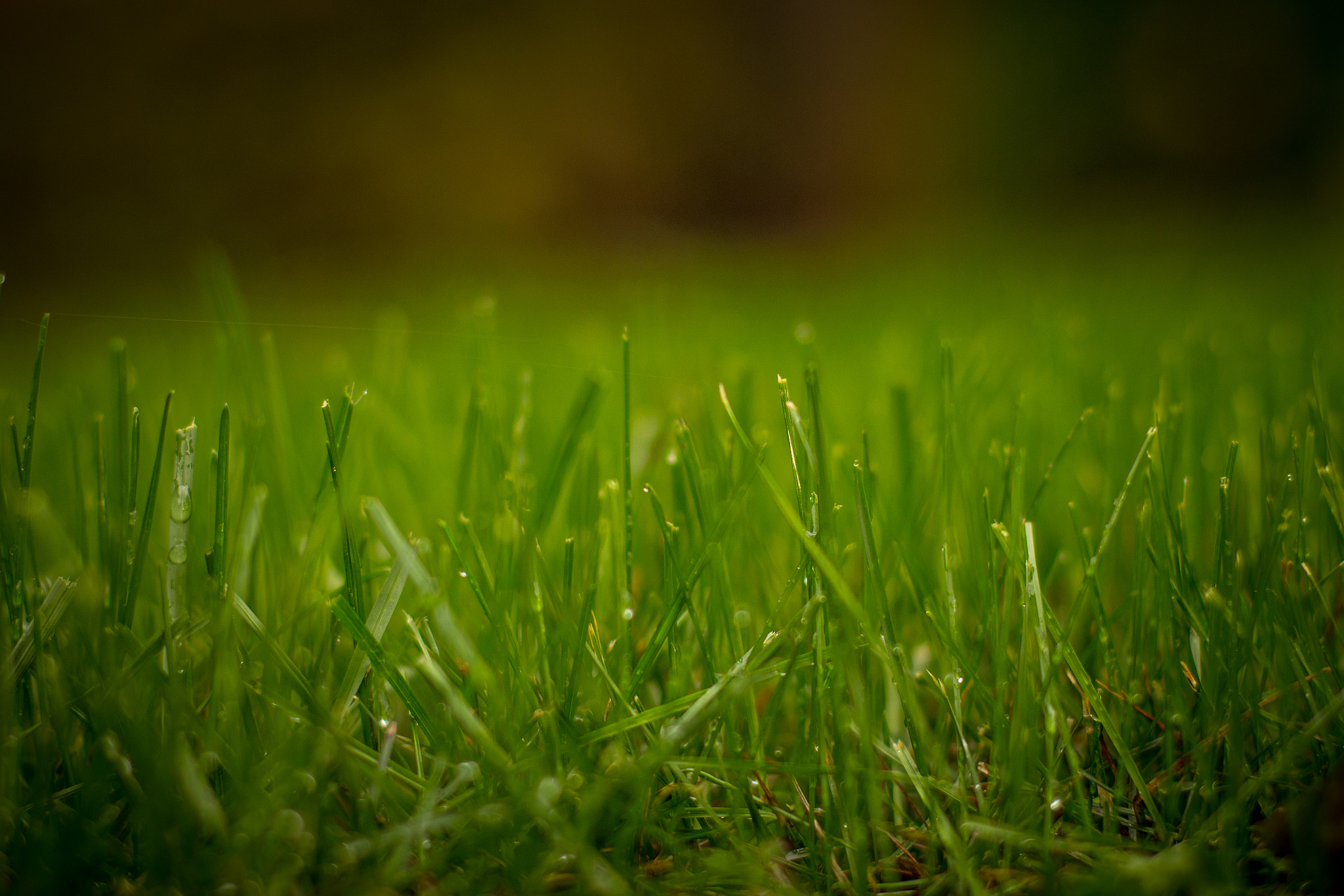 Canon EOS 650D (EOS Rebel T4i / EOS Kiss X6i) sample photo. Grass photography