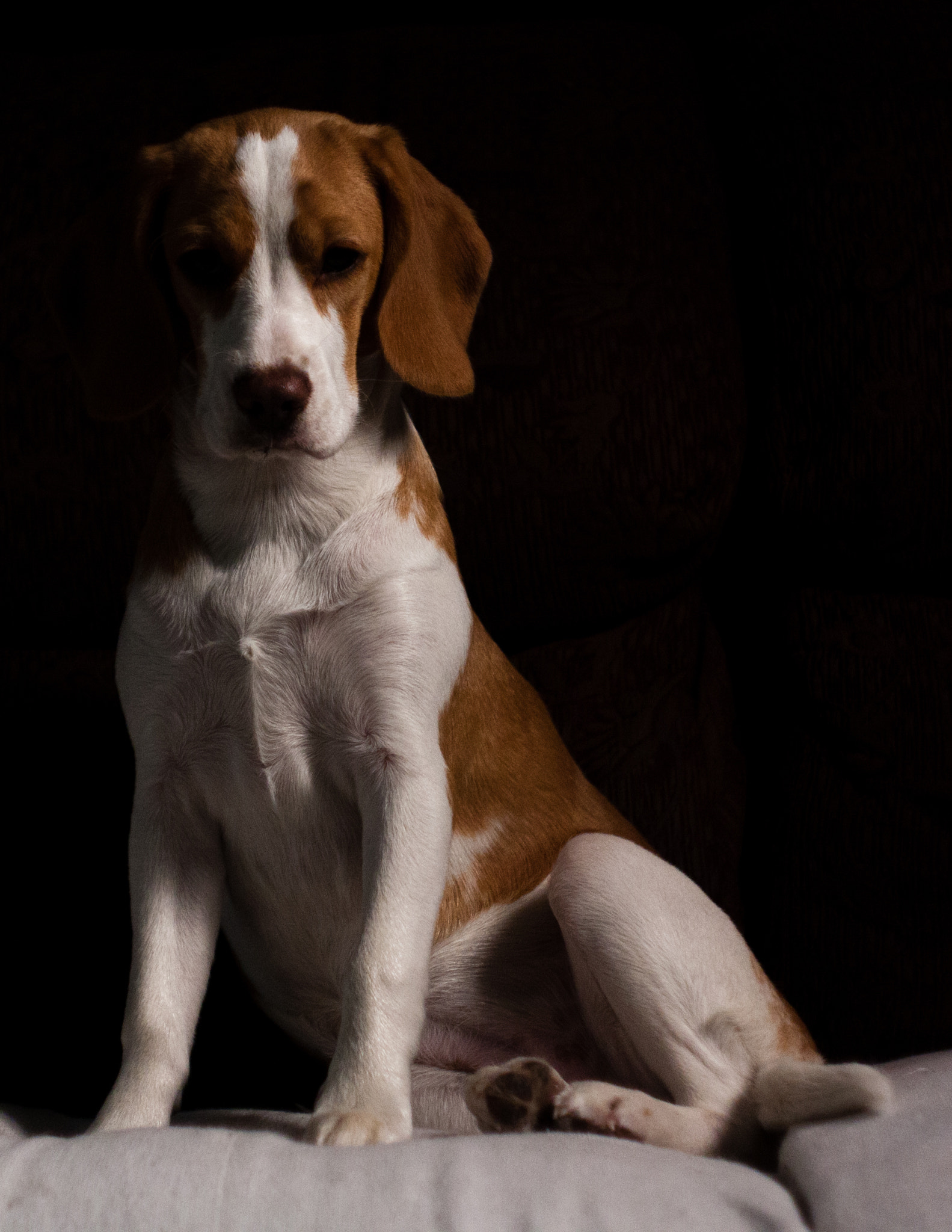 Canon EF 35-80mm f/4-5.6 sample photo. Cleópatra photography