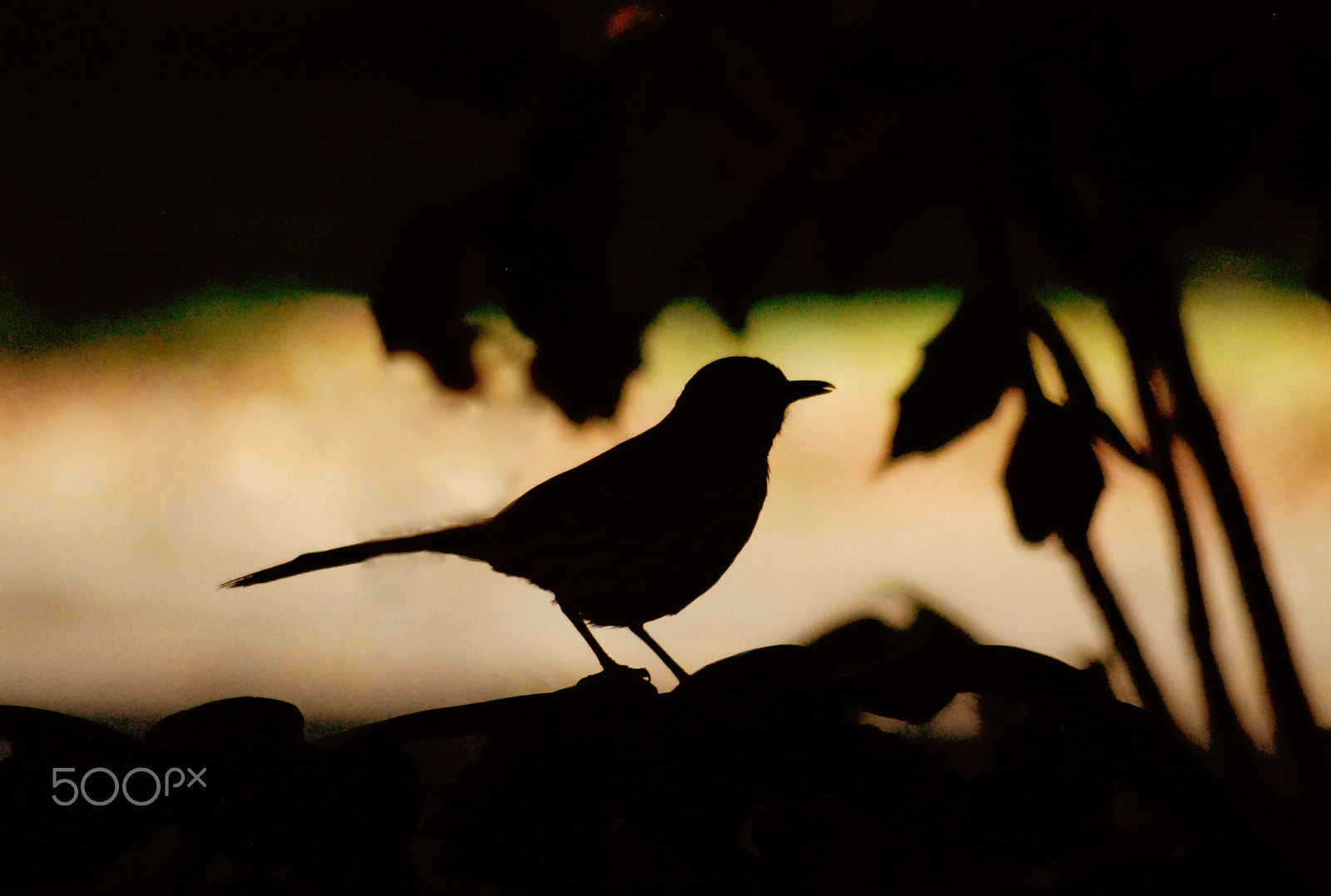 Sigma 70-300mm F4-5.6 APO DG Macro sample photo. Bird silhouette photography