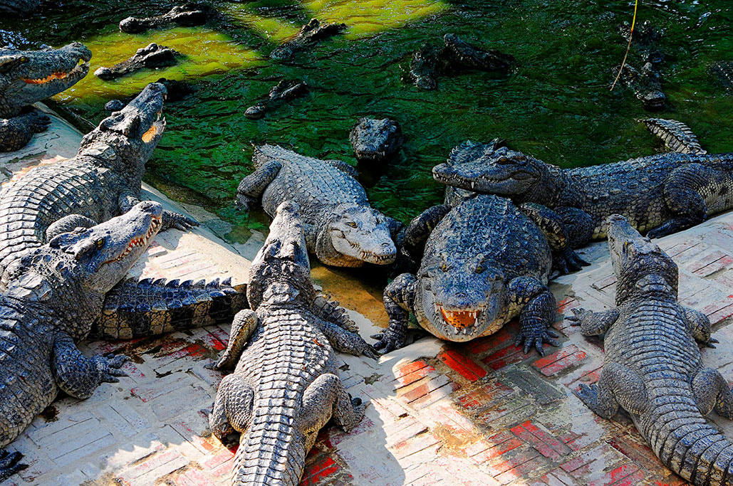 Nikon D300S + Sigma 18-200mm F3.5-6.3 DC sample photo. Batambang photography