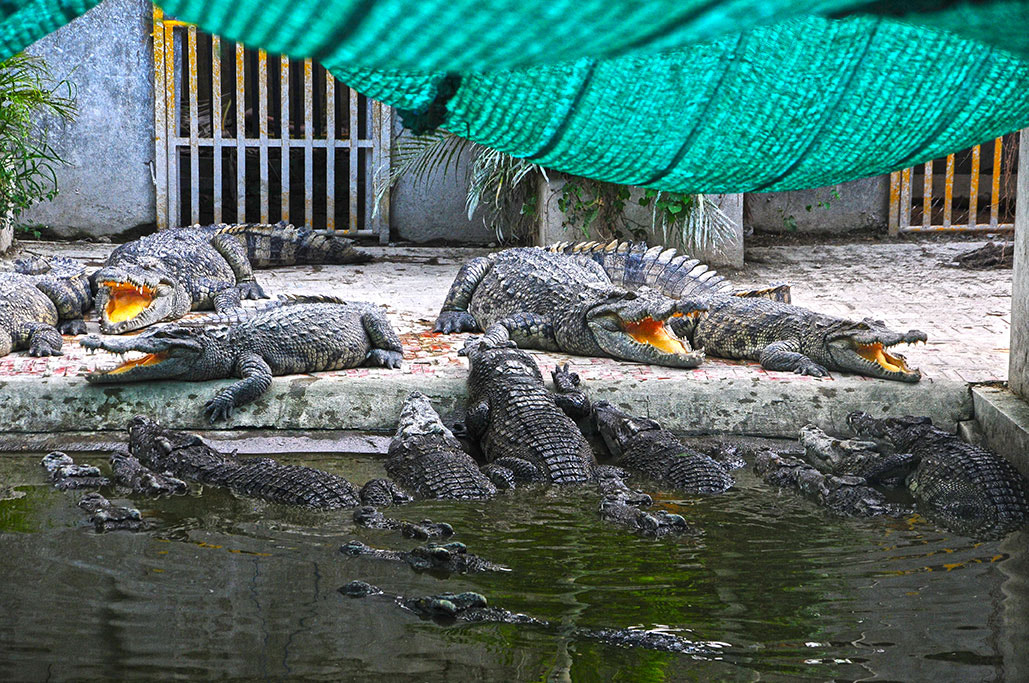 Nikon D300S + Sigma 18-200mm F3.5-6.3 DC sample photo. Batambang photography