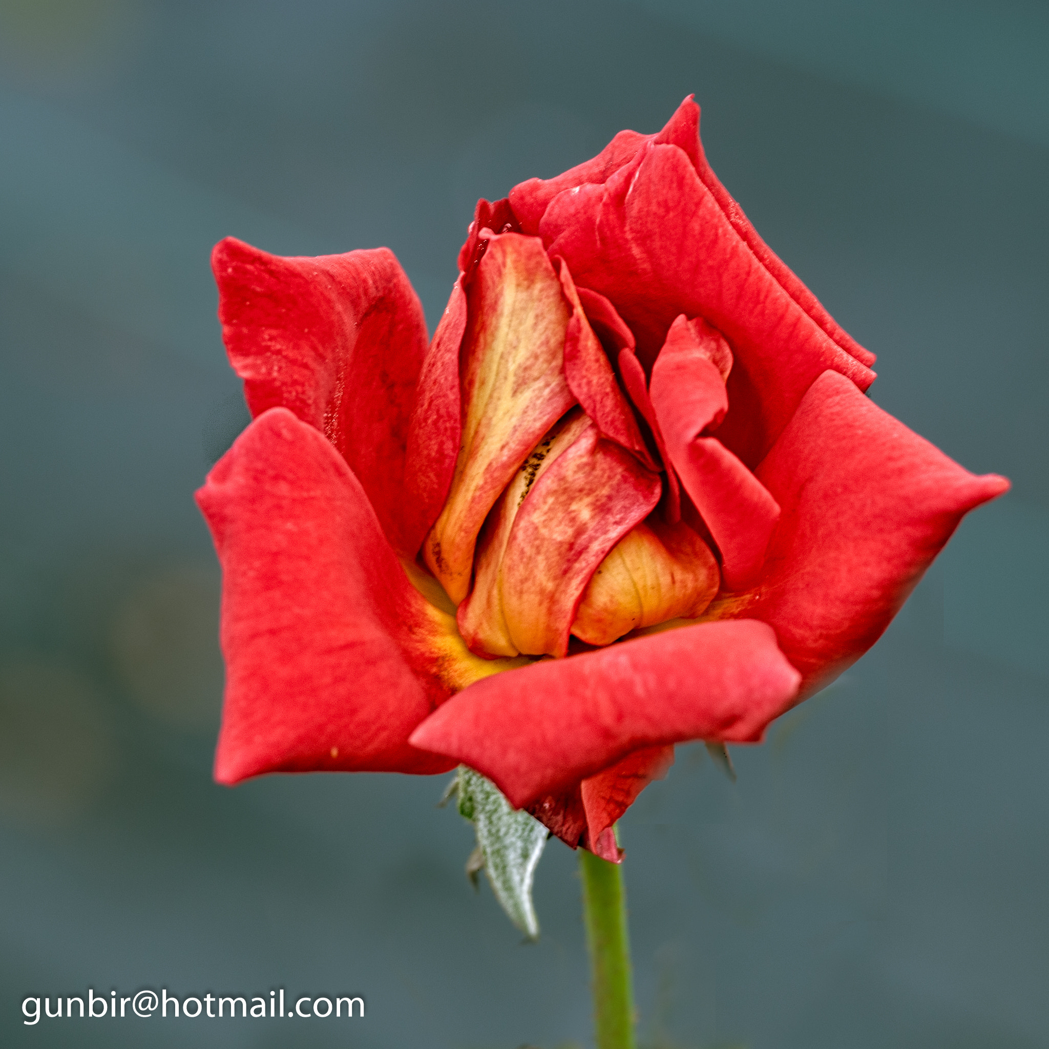 Nikon D40X sample photo. Rose - 2 photography