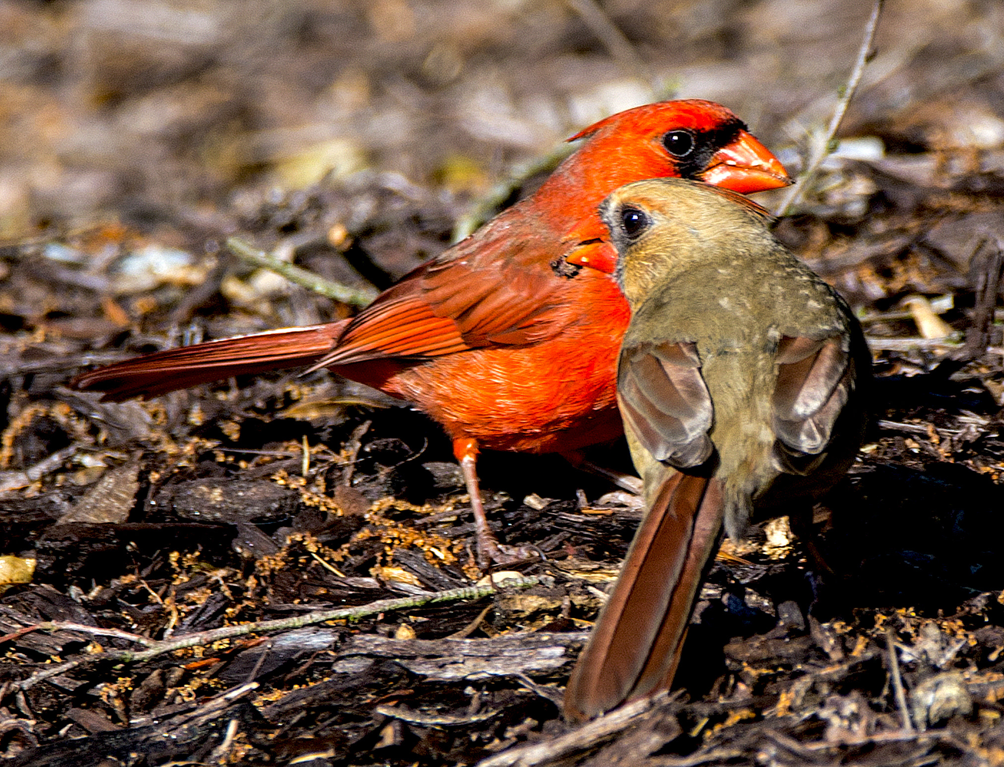 Sigma 150-600mm F5-6.3 DG OS HSM | C sample photo. Bird photography