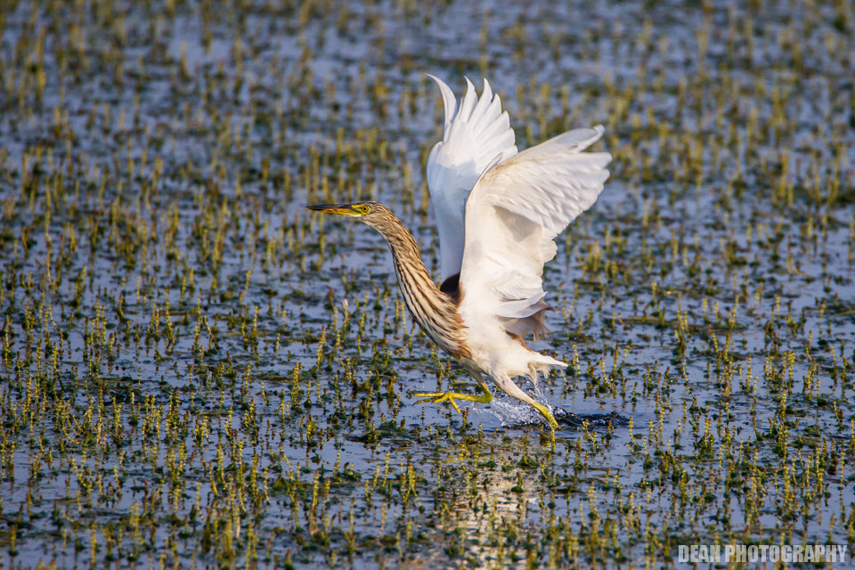 Canon EOS-1D Mark IV sample photo. Take off photography