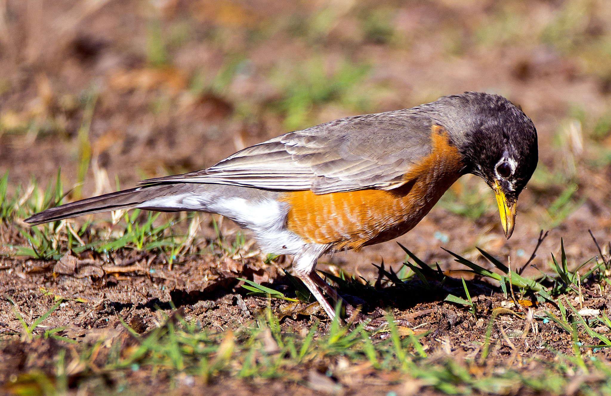 Sigma 150-600mm F5-6.3 DG OS HSM | C sample photo. Bird photography
