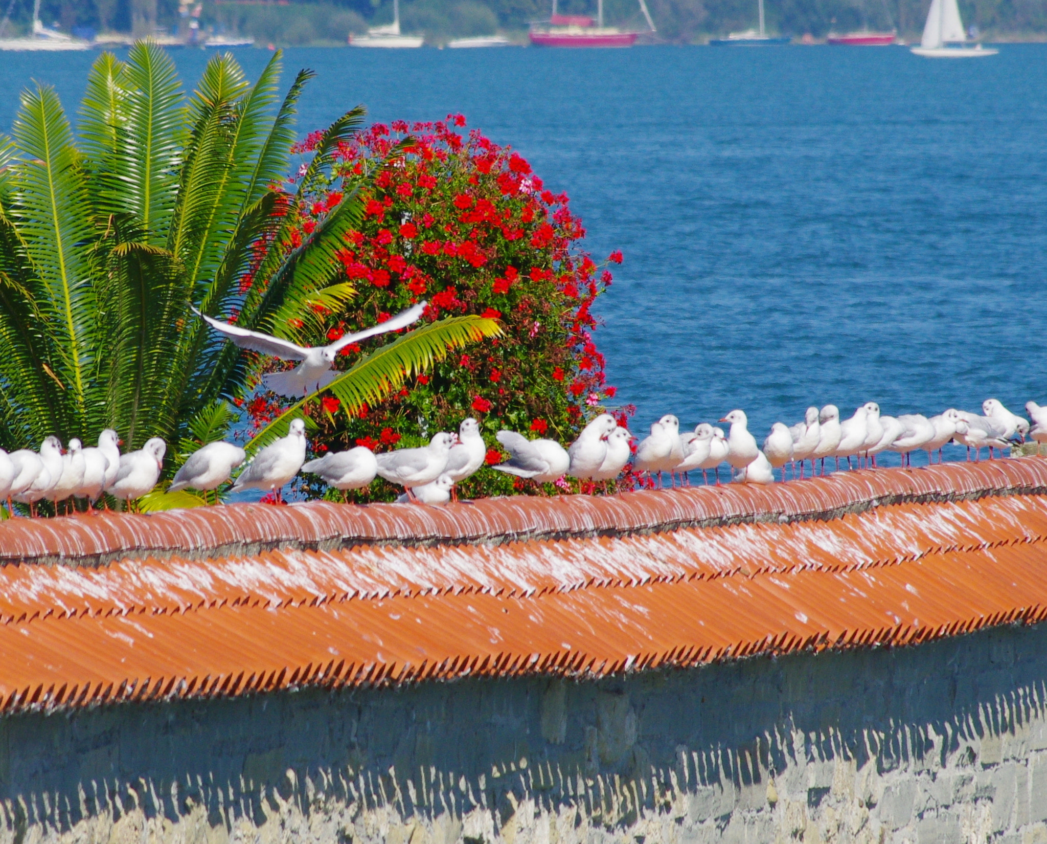 HD Pentax DA 55-300mm F4.0-5.8 ED WR sample photo. Gulls rendezvous photography