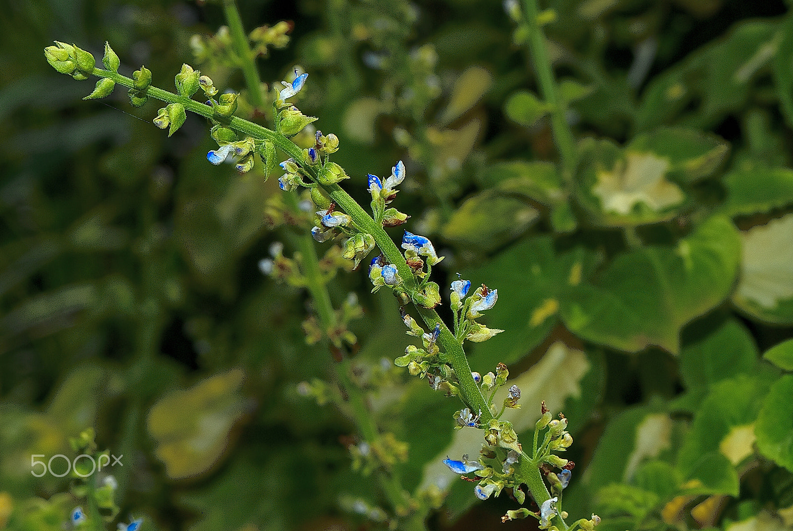 Nikon D200 sample photo. Known not , small flowers bloom in dainty photography