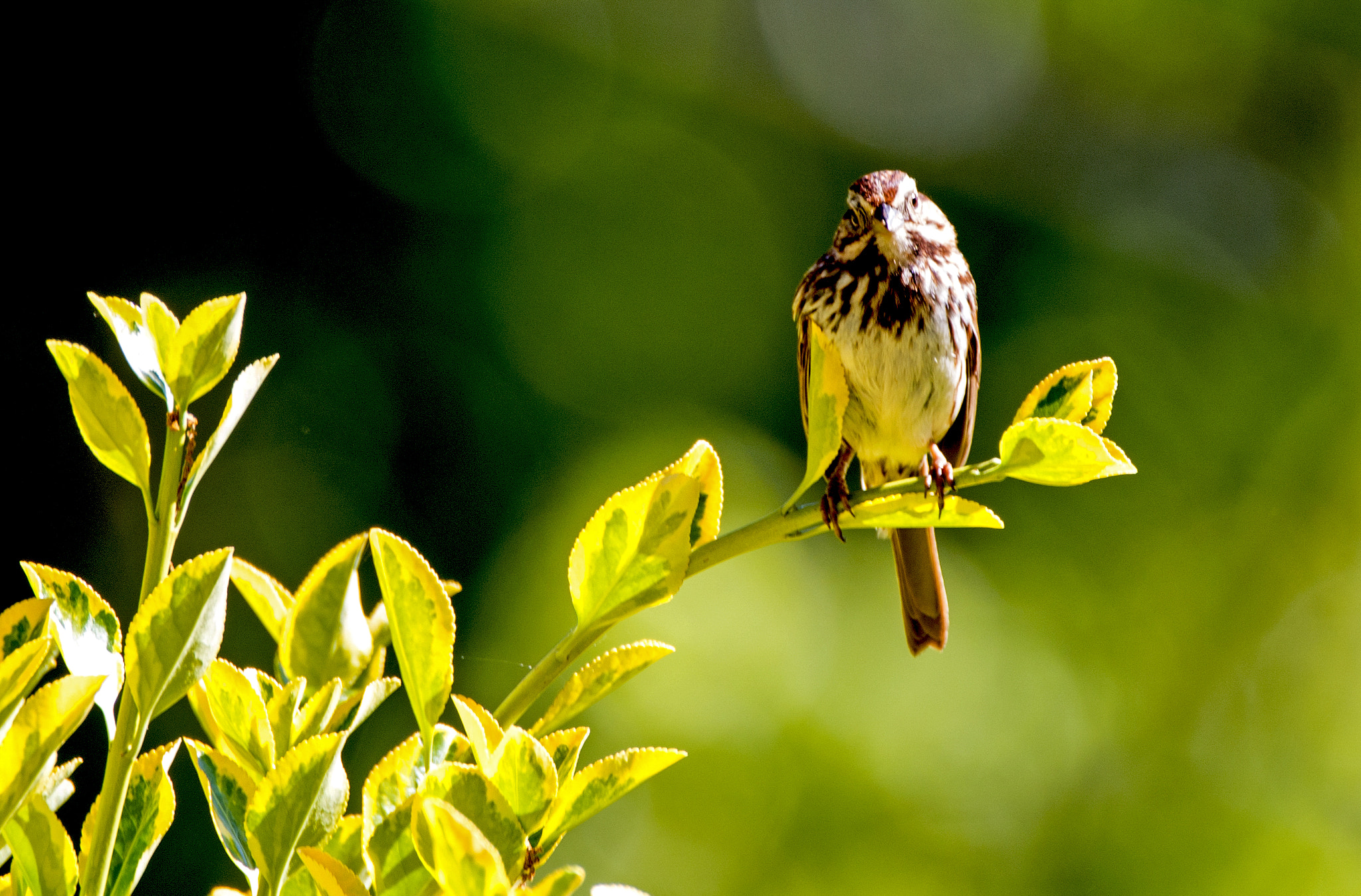Sigma 150-600mm F5-6.3 DG OS HSM | C sample photo. Bird photography