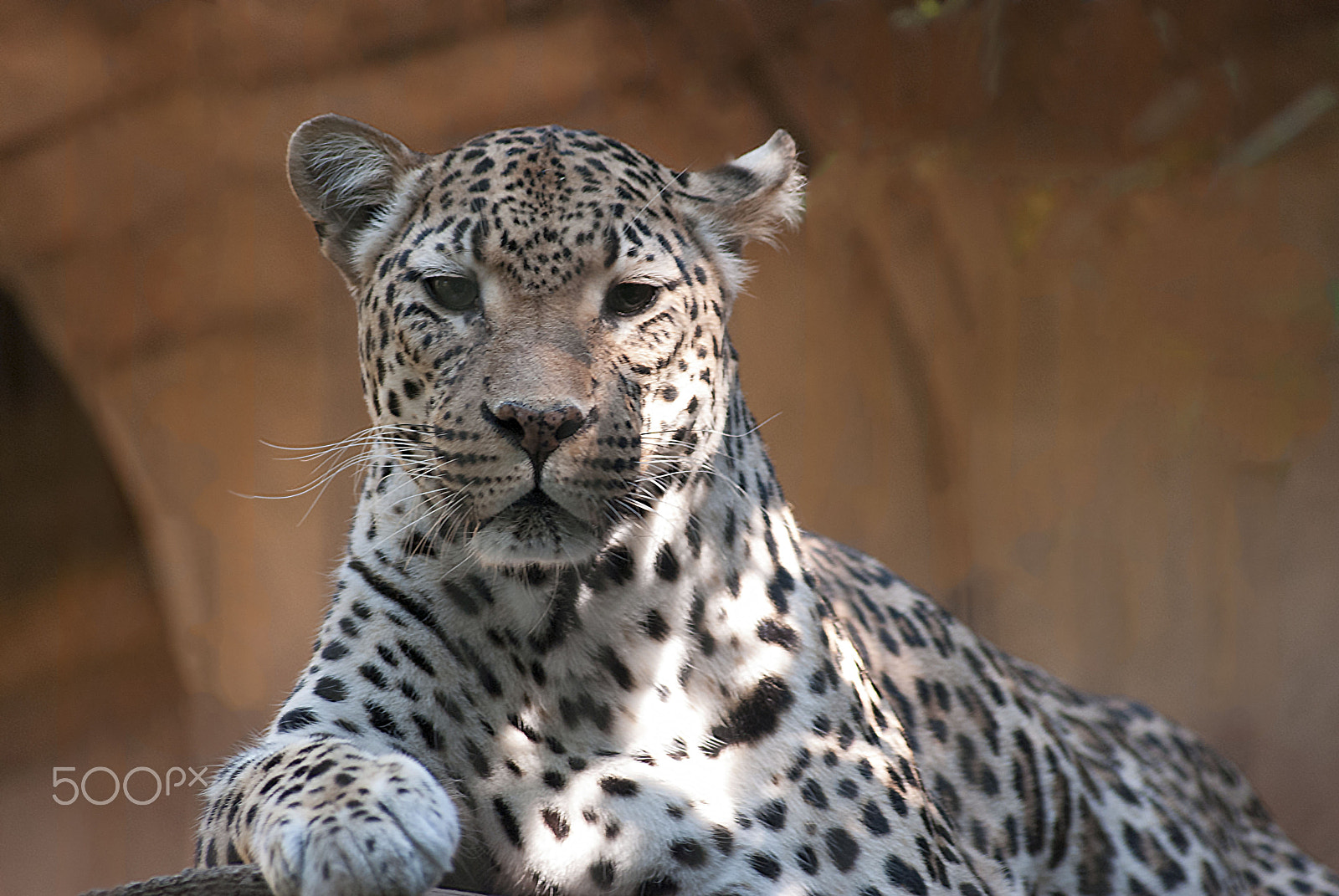 Sigma 70-300mm F4-5.6 APO DG Macro sample photo. Leopard stare photography