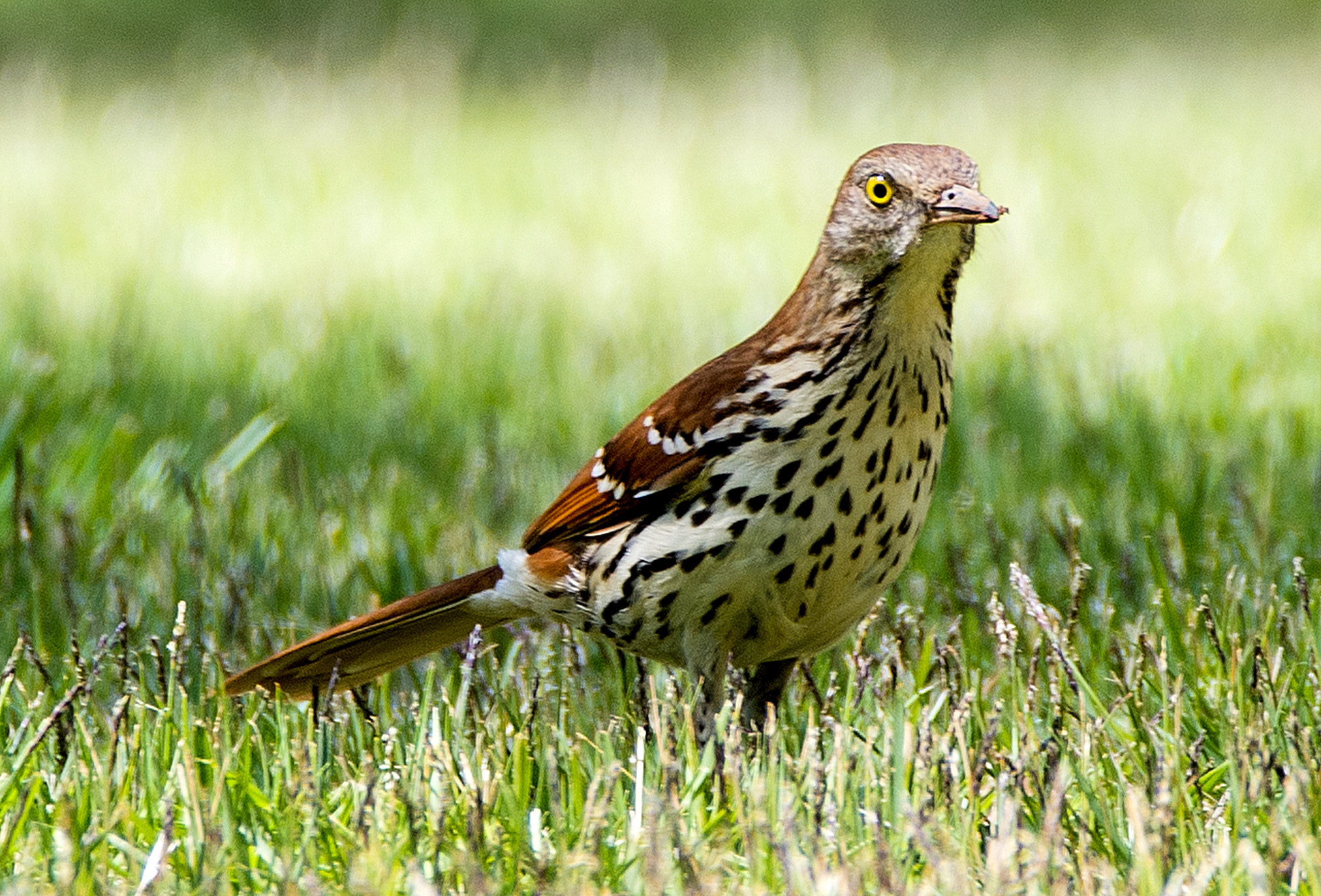 Sigma 150-600mm F5-6.3 DG OS HSM | C sample photo. Bird photography