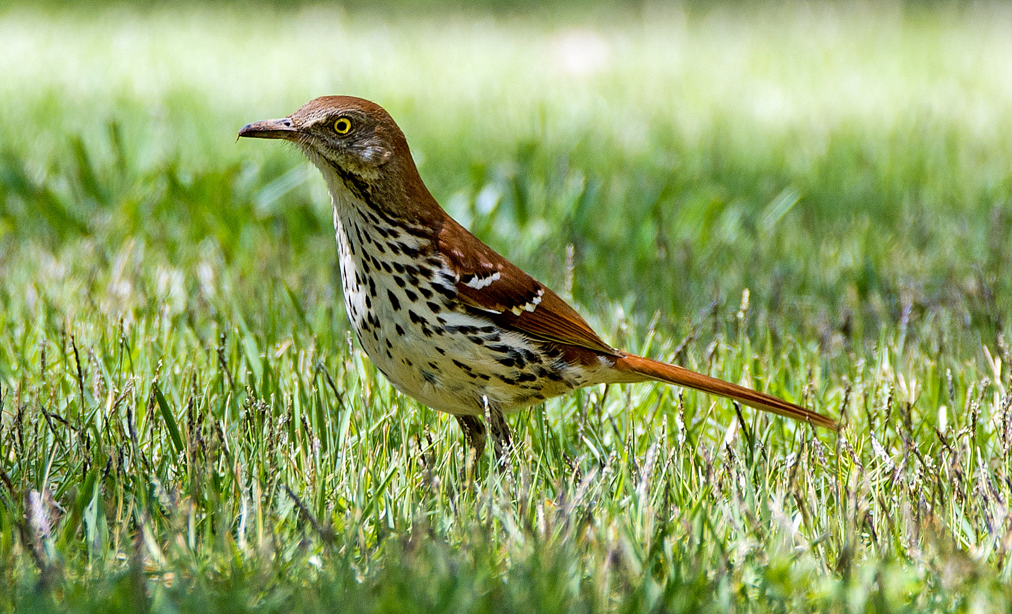 Sigma 150-600mm F5-6.3 DG OS HSM | C sample photo. Bird photography